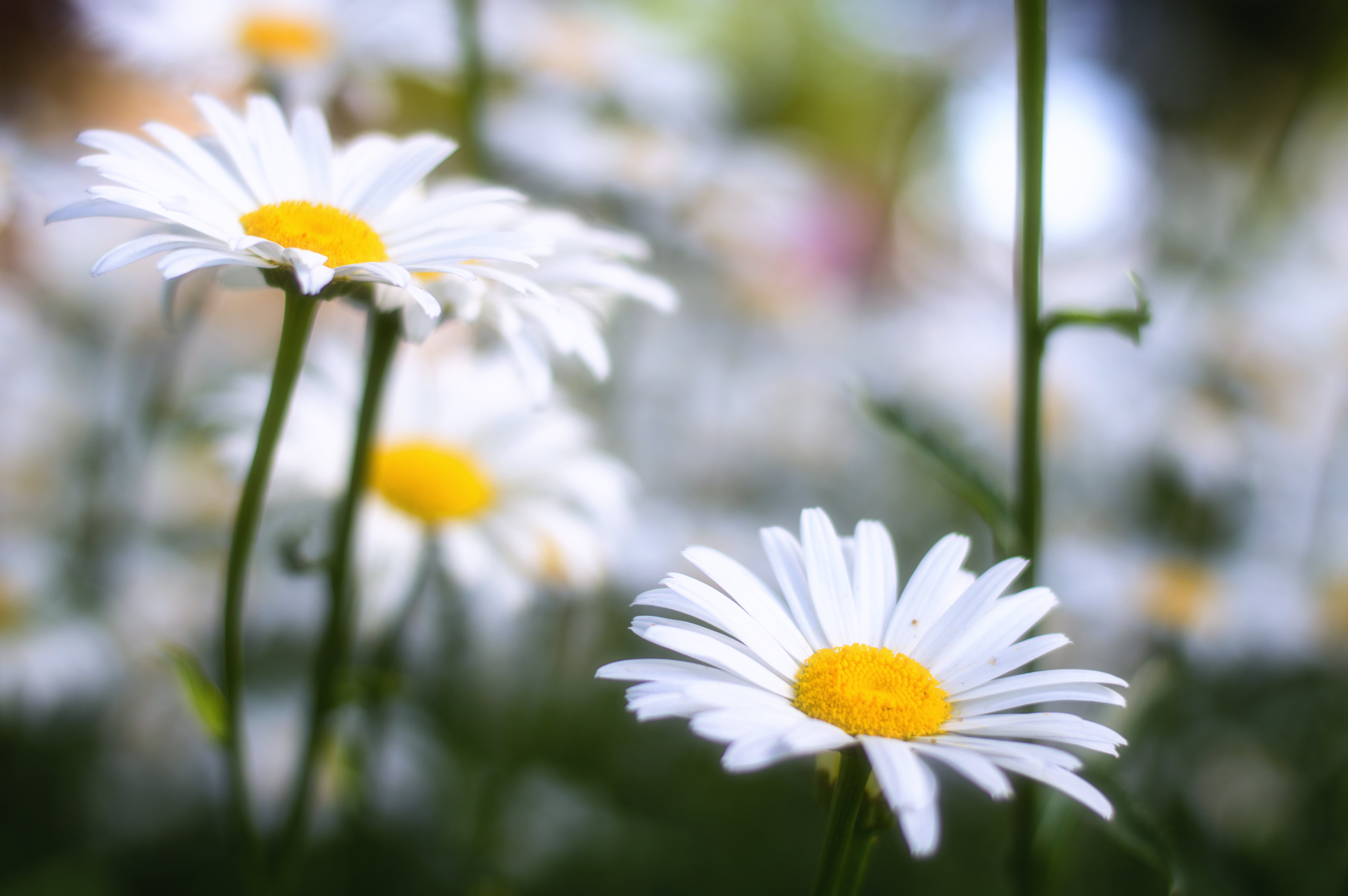 5K, white, photography, Blancas, nikon, Daisies, springtime, f1, grass, plant, flores, meadow, yellow, chamomile, flora, Margaritas, vulgare, green Color, HD Wallpaper