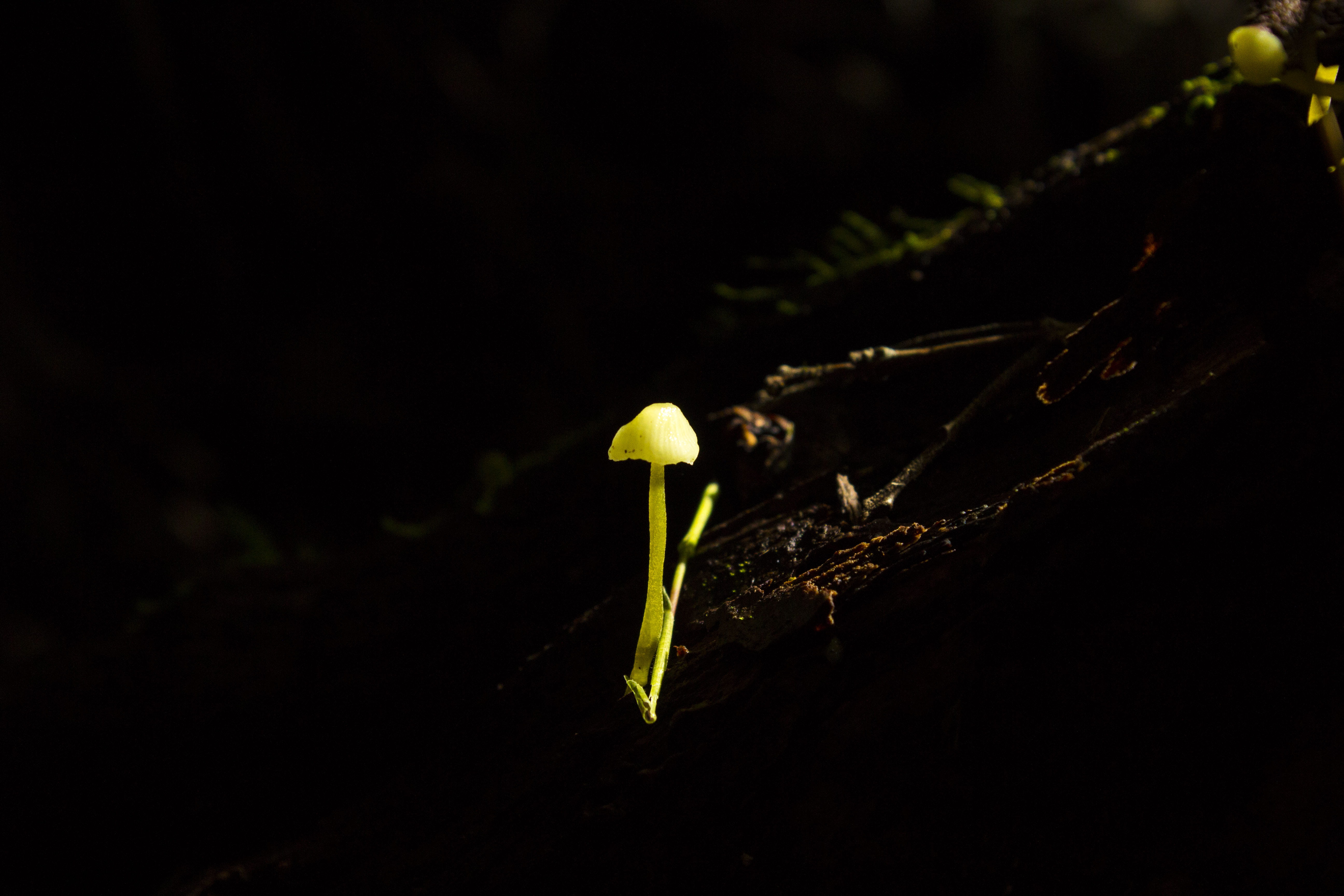 forest, chiloe, animal, flower head, studio shot, vulnerability, flowering plant, chile, green color, black background, fragility, beauty in nature, growth, HD Wallpaper