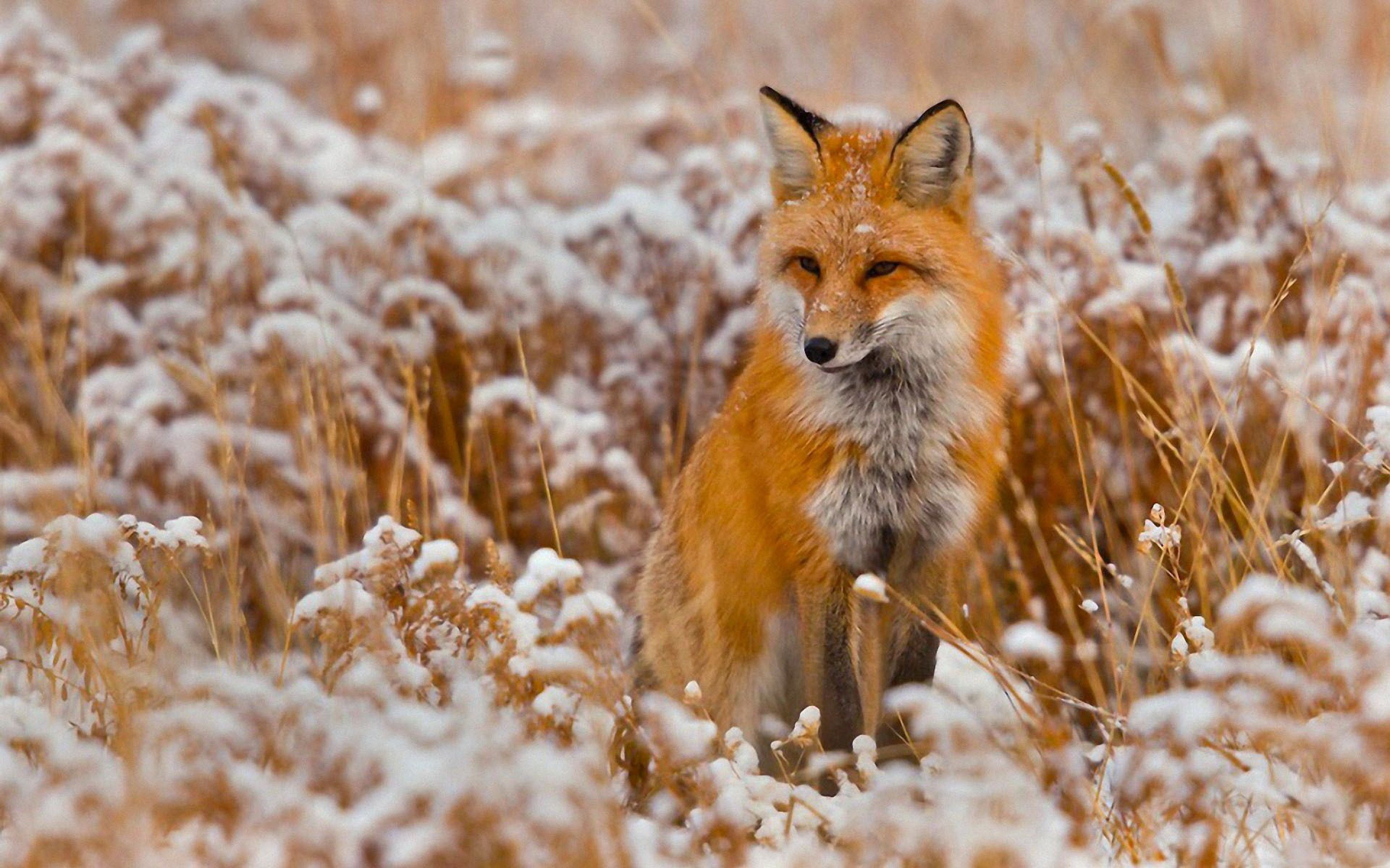 2K, zorro-rojo-animales-nieve-naturaleza, HD Wallpaper