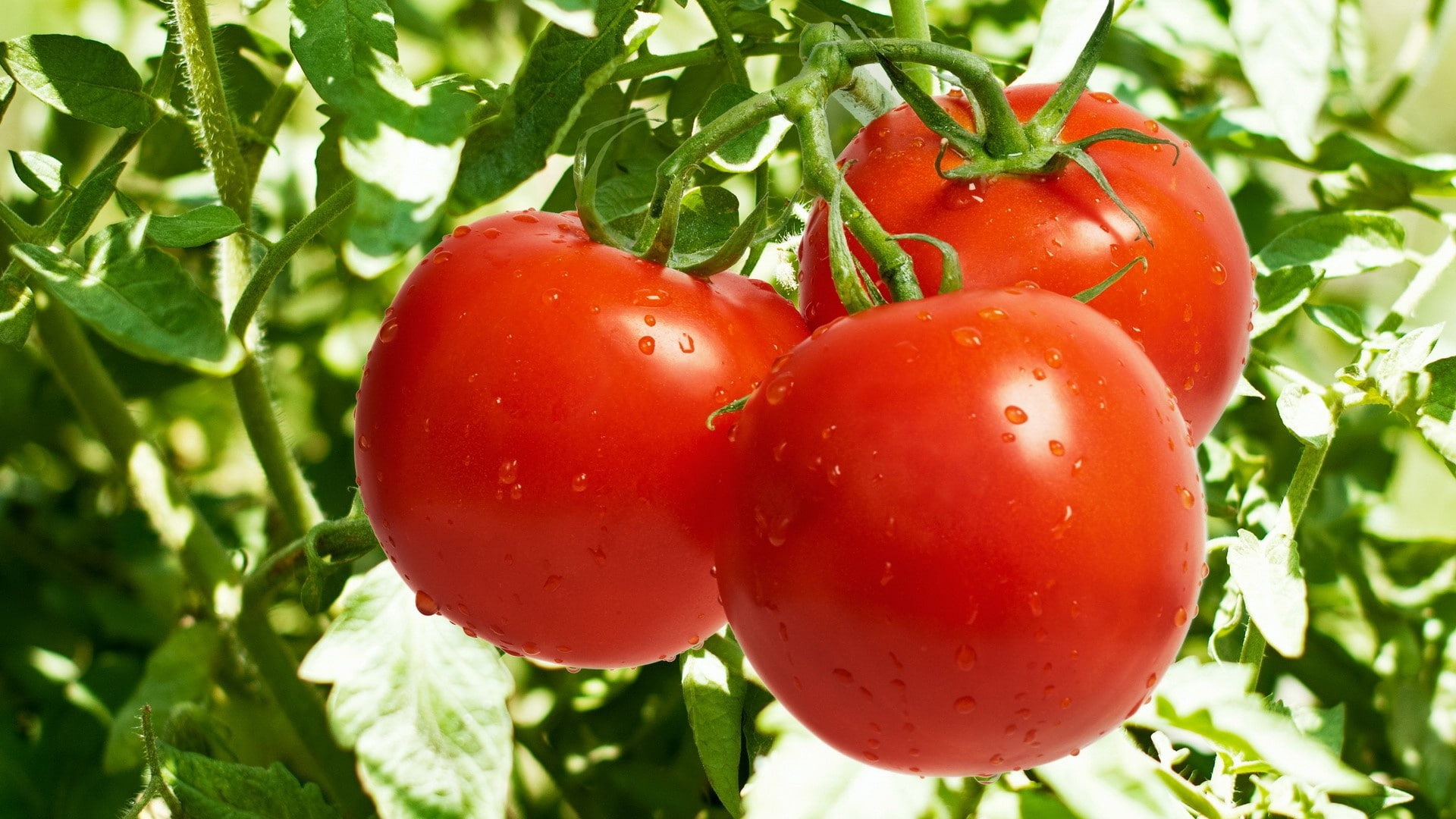 1080P, naturaleza, rojos, frutas, tomates, HD Wallpaper