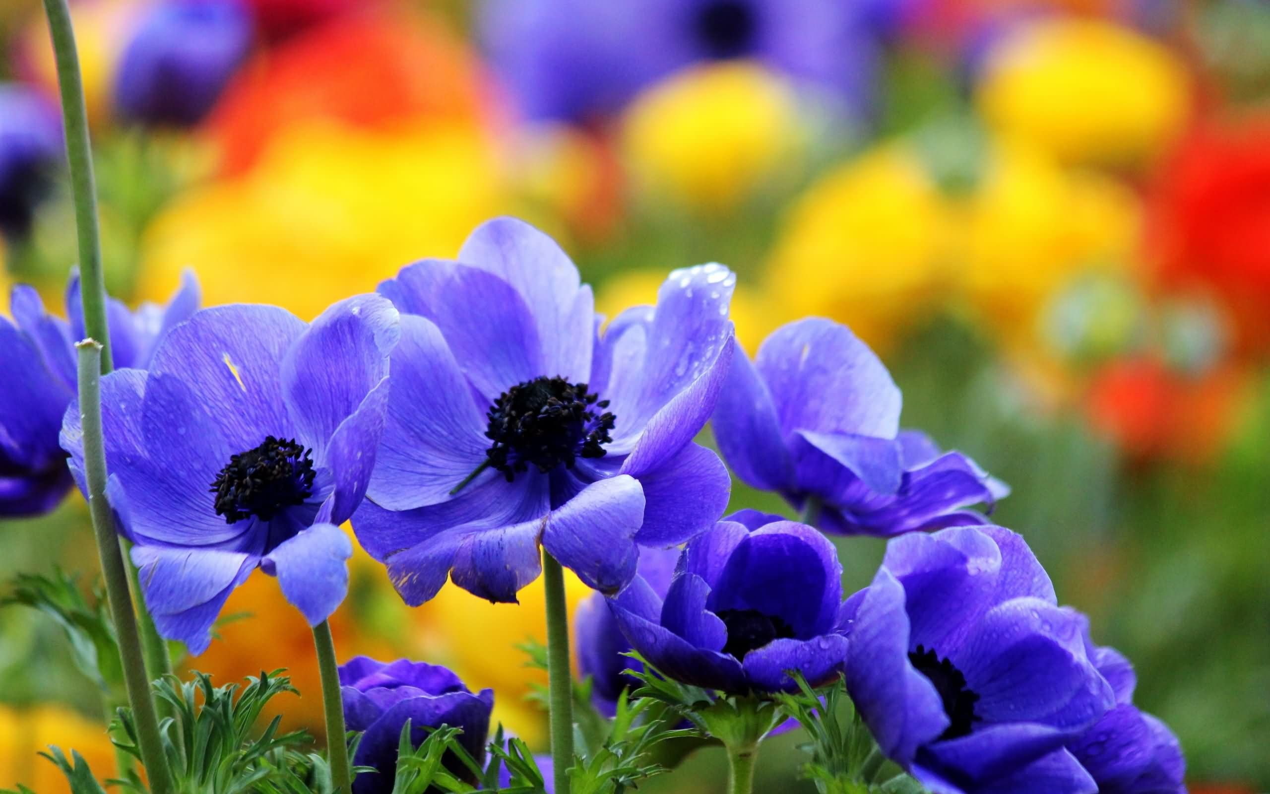 flores, jardin, 2K, naturaleza, azules, HD Wallpaper