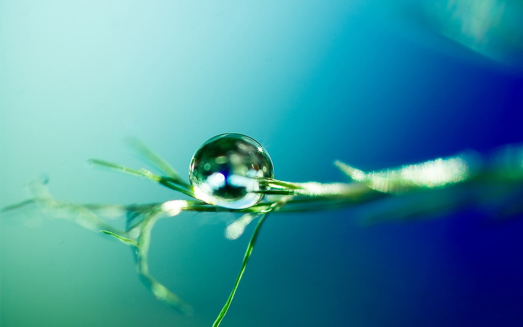naturaleza, 720P, gota, agua, brote, HD Wallpaper