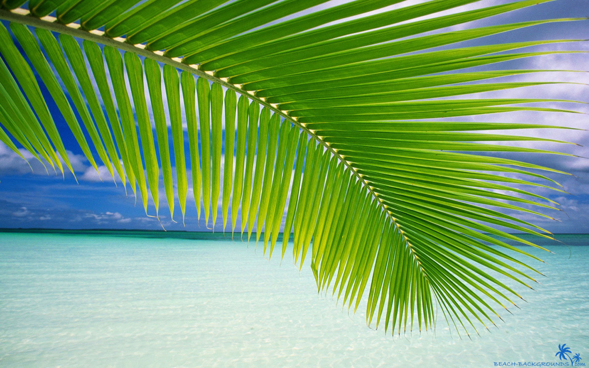 1080P, hojas, palmera, naturaleza, mar, HD Wallpaper