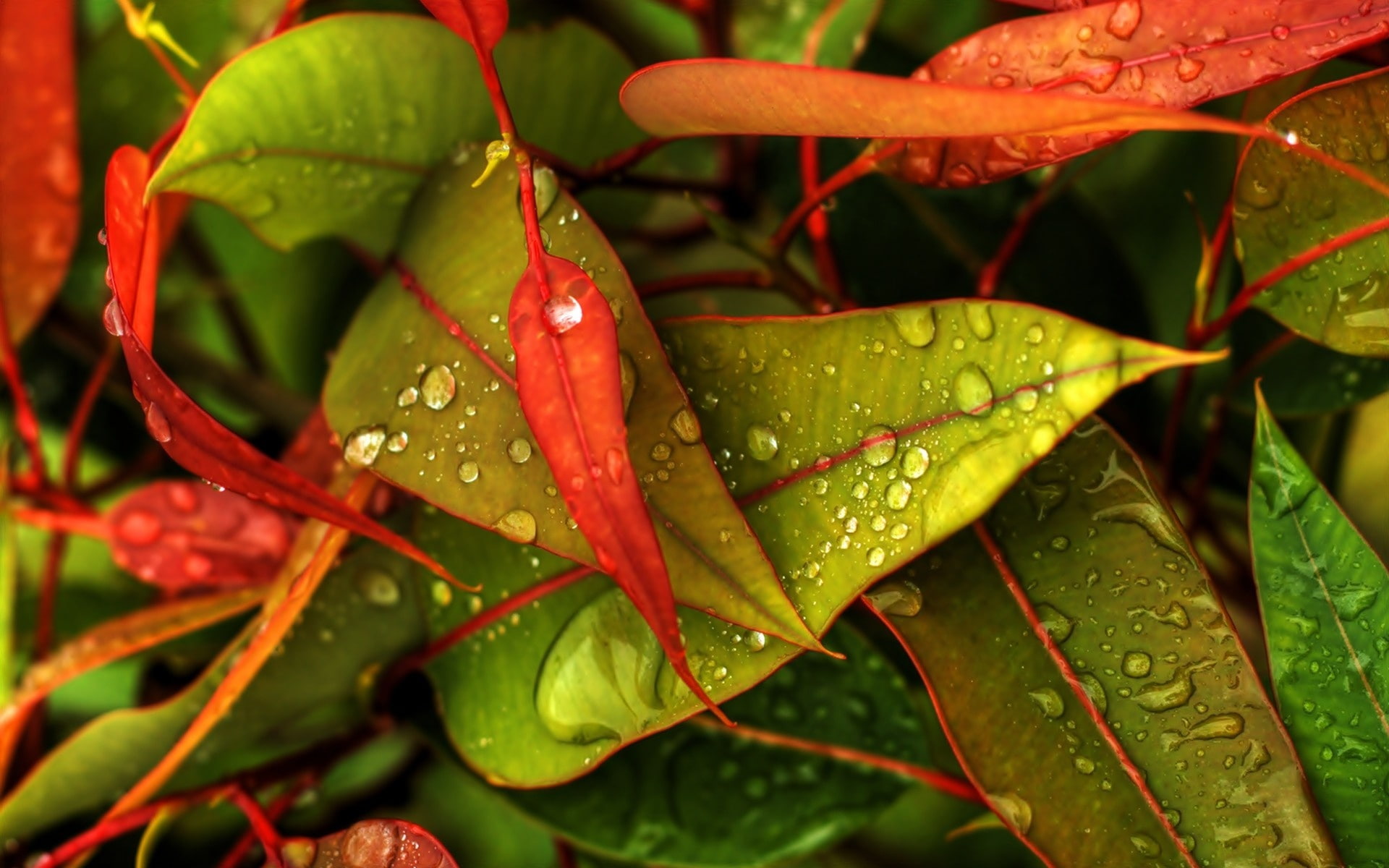 hojas, colores, 1080P, naturaleza, HD Wallpaper