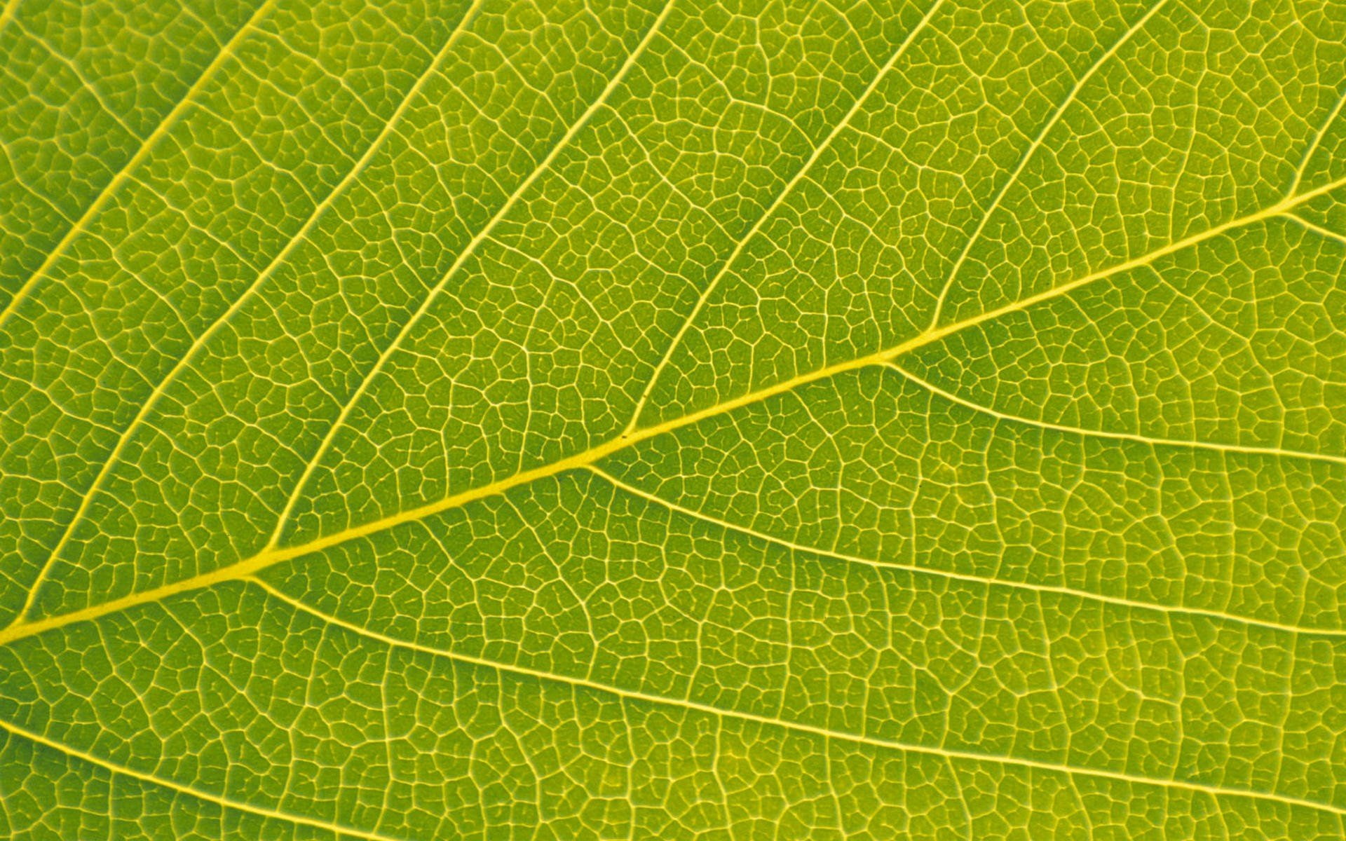 verde, 1080P, naturaleza, hoja, HD Wallpaper