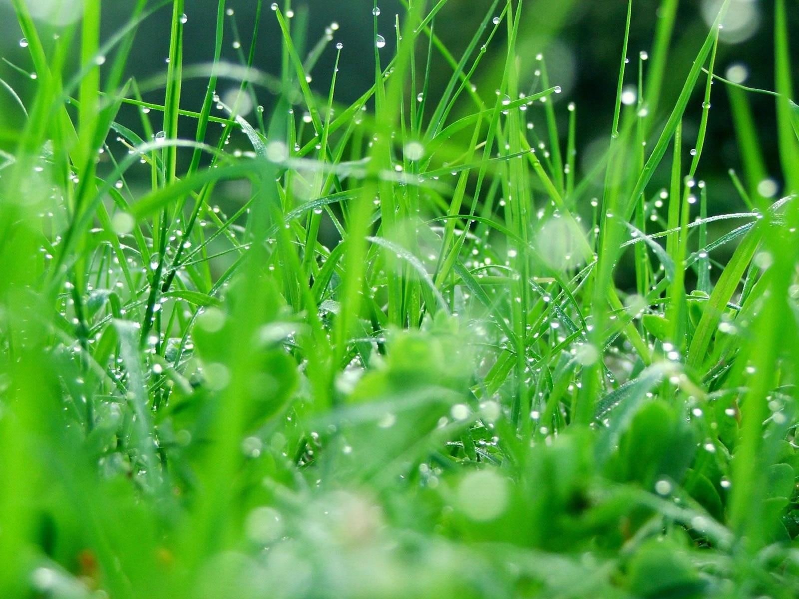 gotas, 720P, plantas, naturaleza, agua, HD Wallpaper