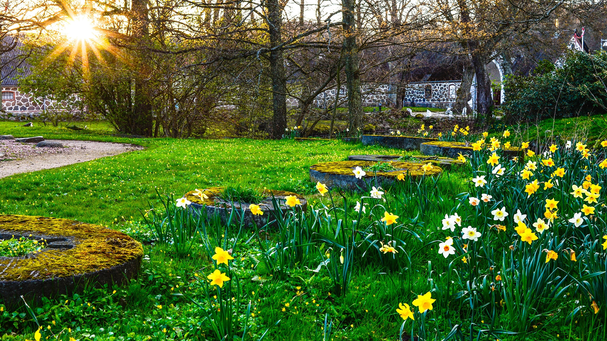 naturaleza, flores, molino, primavera, 2K, HD Wallpaper