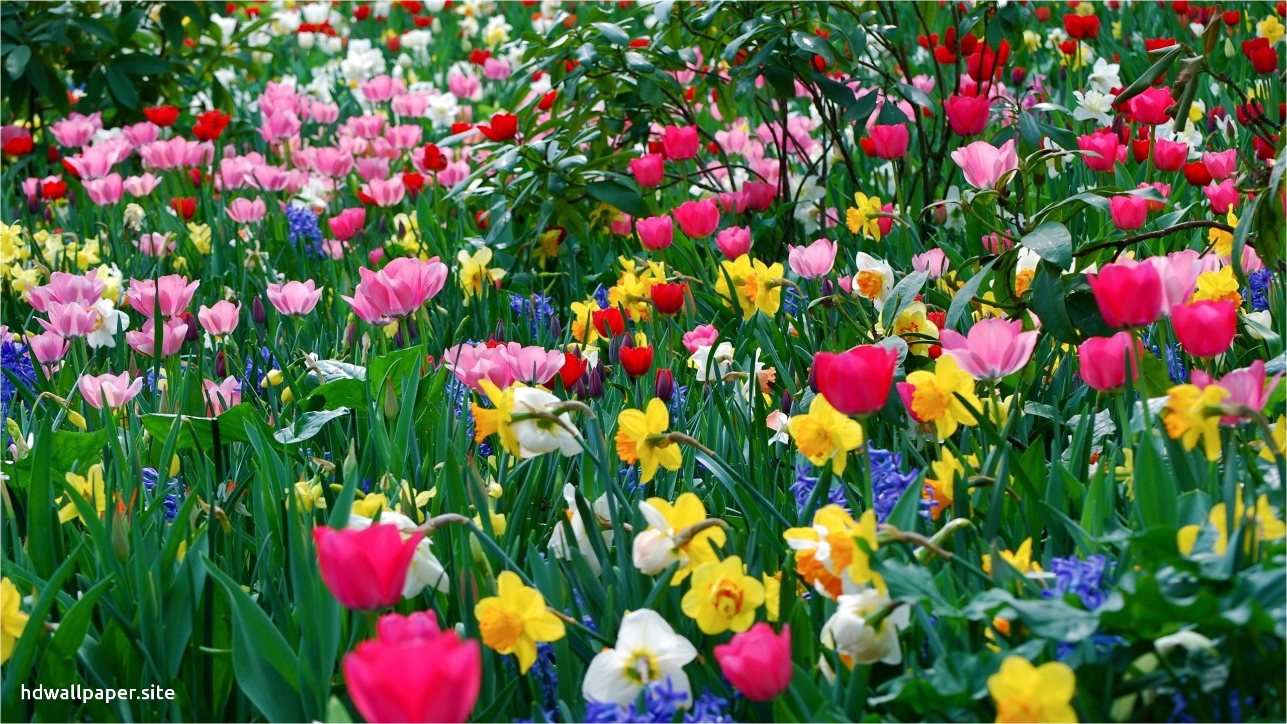 beauty in nature, flower, freshness, petal, fragility, vulnerability, colores, flores, flowerbed, flowering plant, 2K, naturaleza, springtime, no people, HD Wallpaper