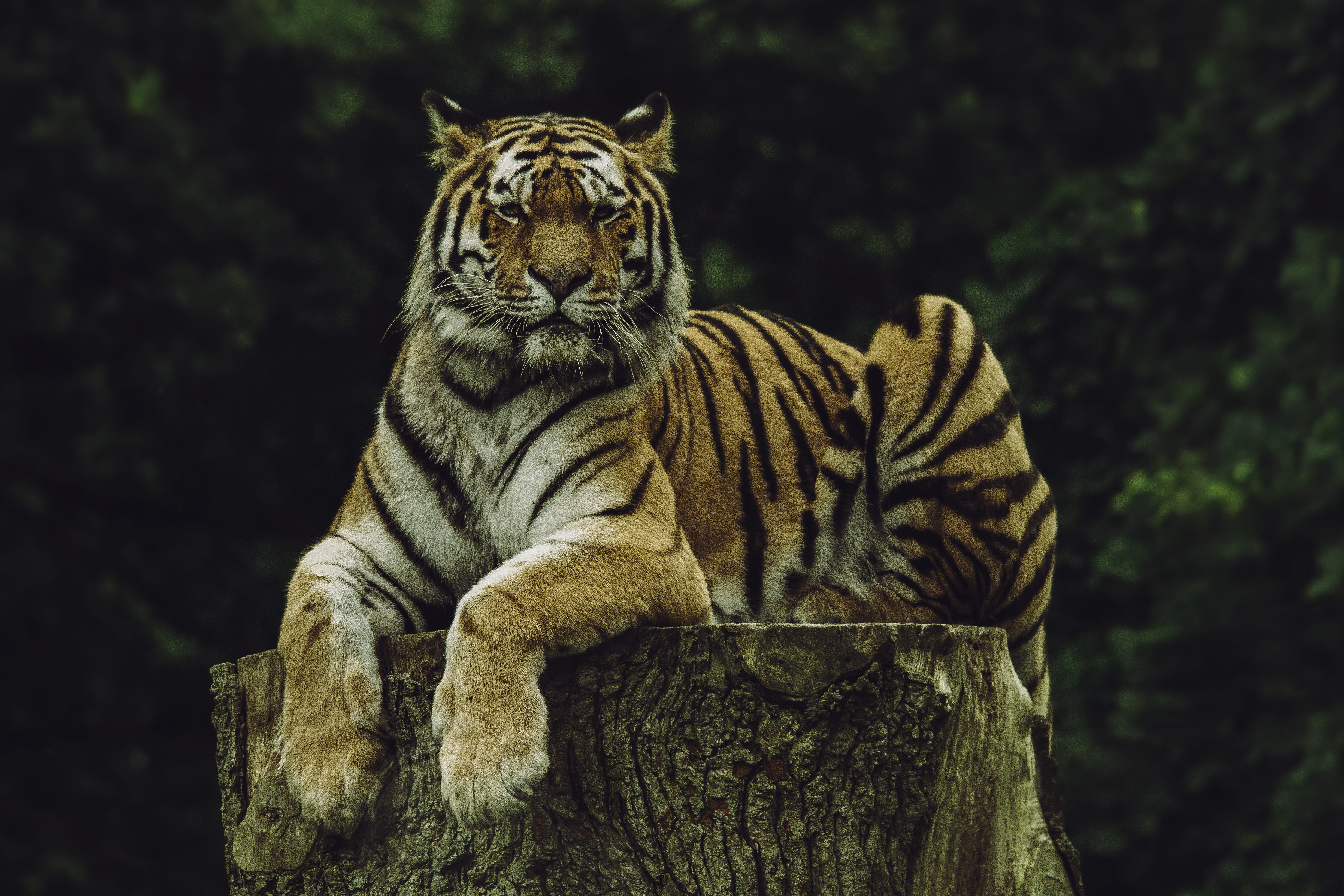 nature, wild, animal themes, bengal, animals in the wild, mammal, animal wildlife, dark, animal, predator, cat, focus on foreground, outdoors, 4K, slab, HD Wallpaper