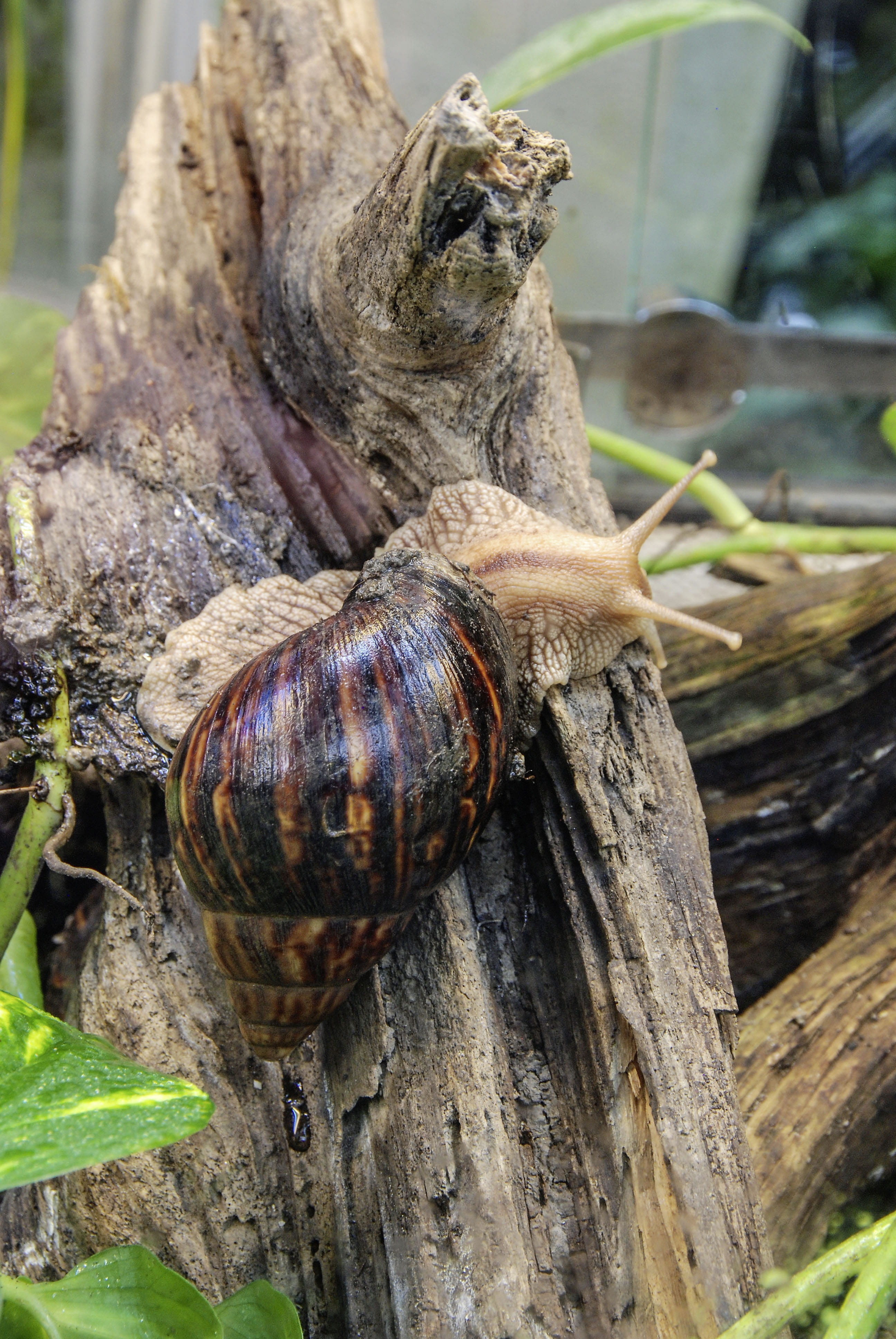 animal, one animal, snail, invertebrate, crawl, day, plant, focus on foreground, close-up, achatina fulica, land snail, large agate snail, animal wildlife, Phone HD Wallpaper