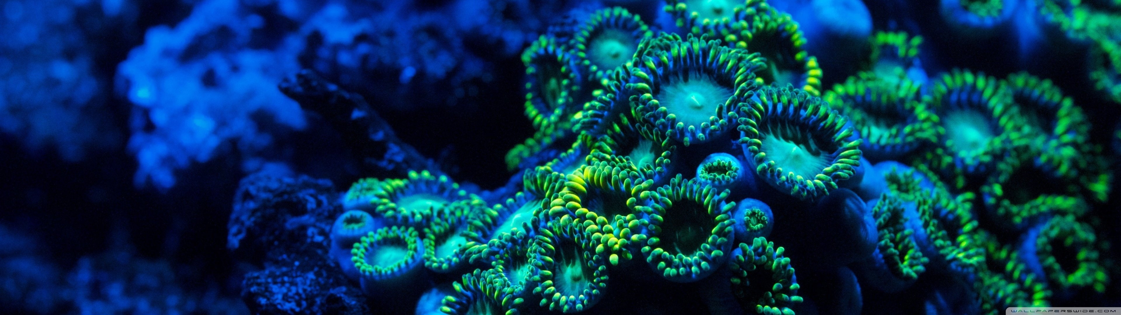 eau, water, sous-marine, dual, aquatique, multi, multiple, sous, aquatic, monitor, vie, under, 4K, screen, HD Wallpaper