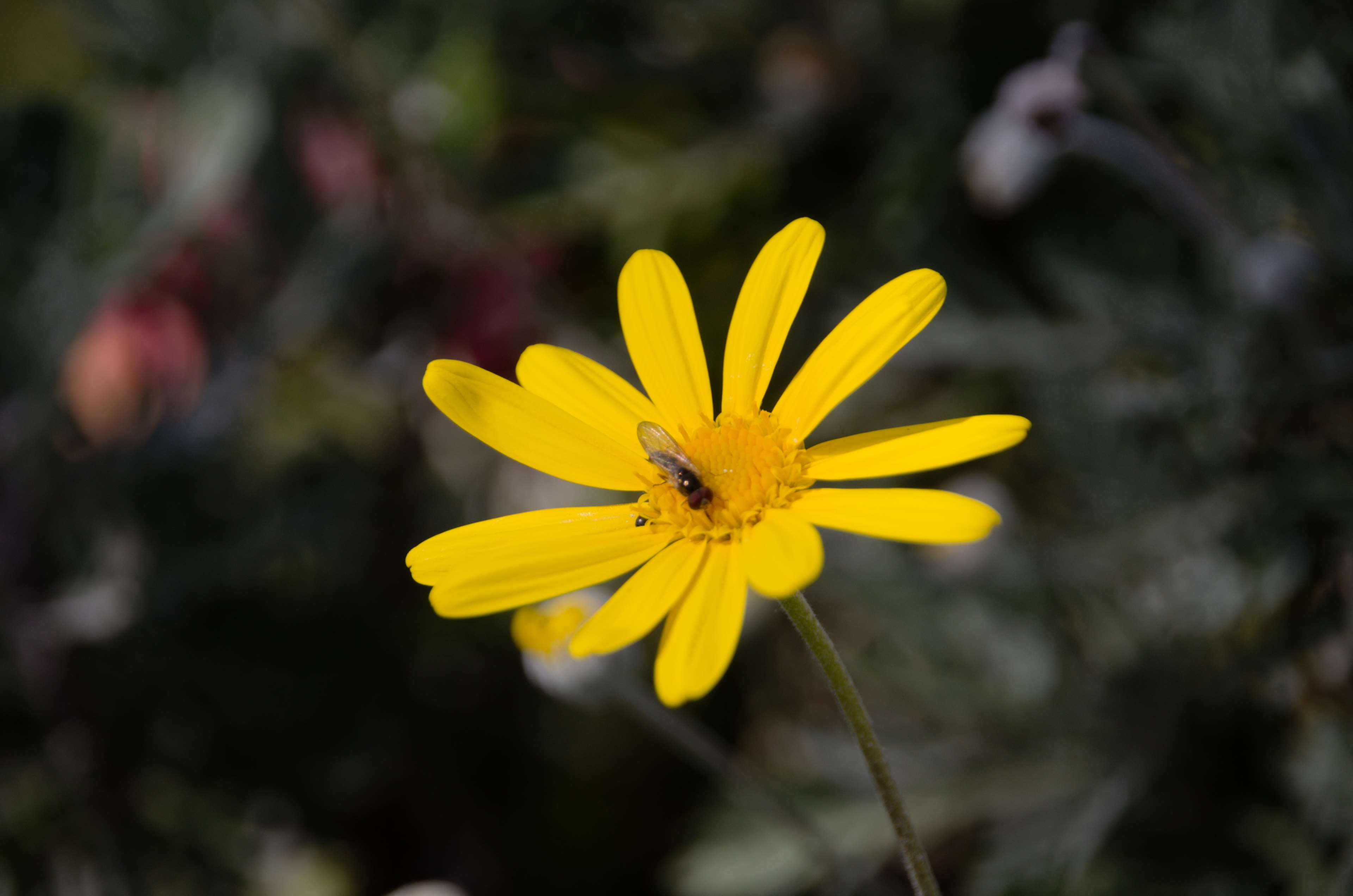 4K, plant, flower, insect, beauty in nature, flore, inflorescence, pollen, animals in the wild, flower head, animal wildlife, faune, ptales jaunes, close-up, HD Wallpaper