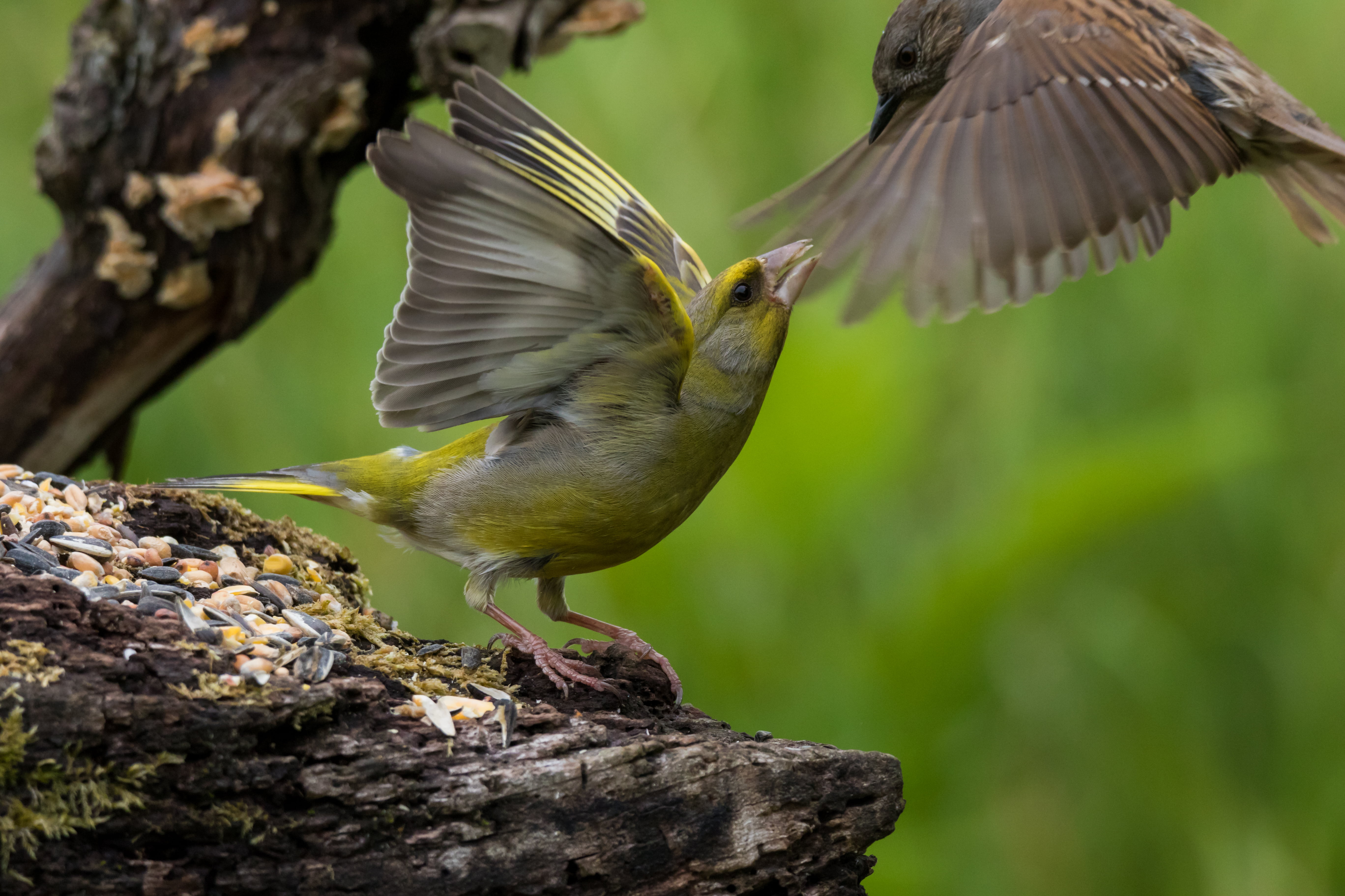5K, charente, mouchet, flying, modularis, backyard, wildlife, outdoors, tree branch, yellow, animal, birds, sauvage, bird, Prunella modularis, bird Watching, HD Wallpaper