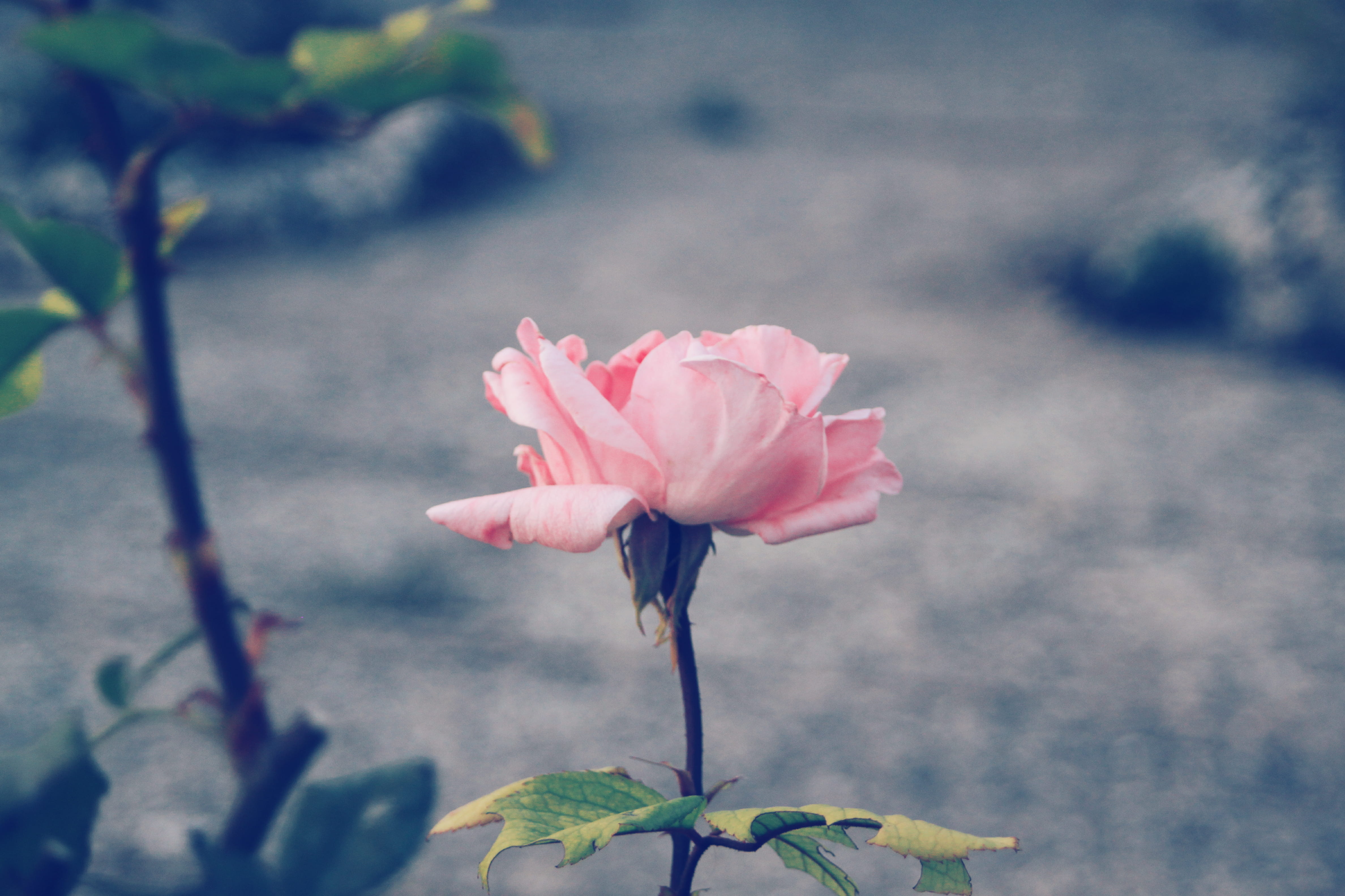 pétalo, vulnerability, freshness, 4K, flor, benabarre, rosa, le, close-up, inflorescence, focus on foreground, rose - flower, beauty in nature, plant, HD Wallpaper