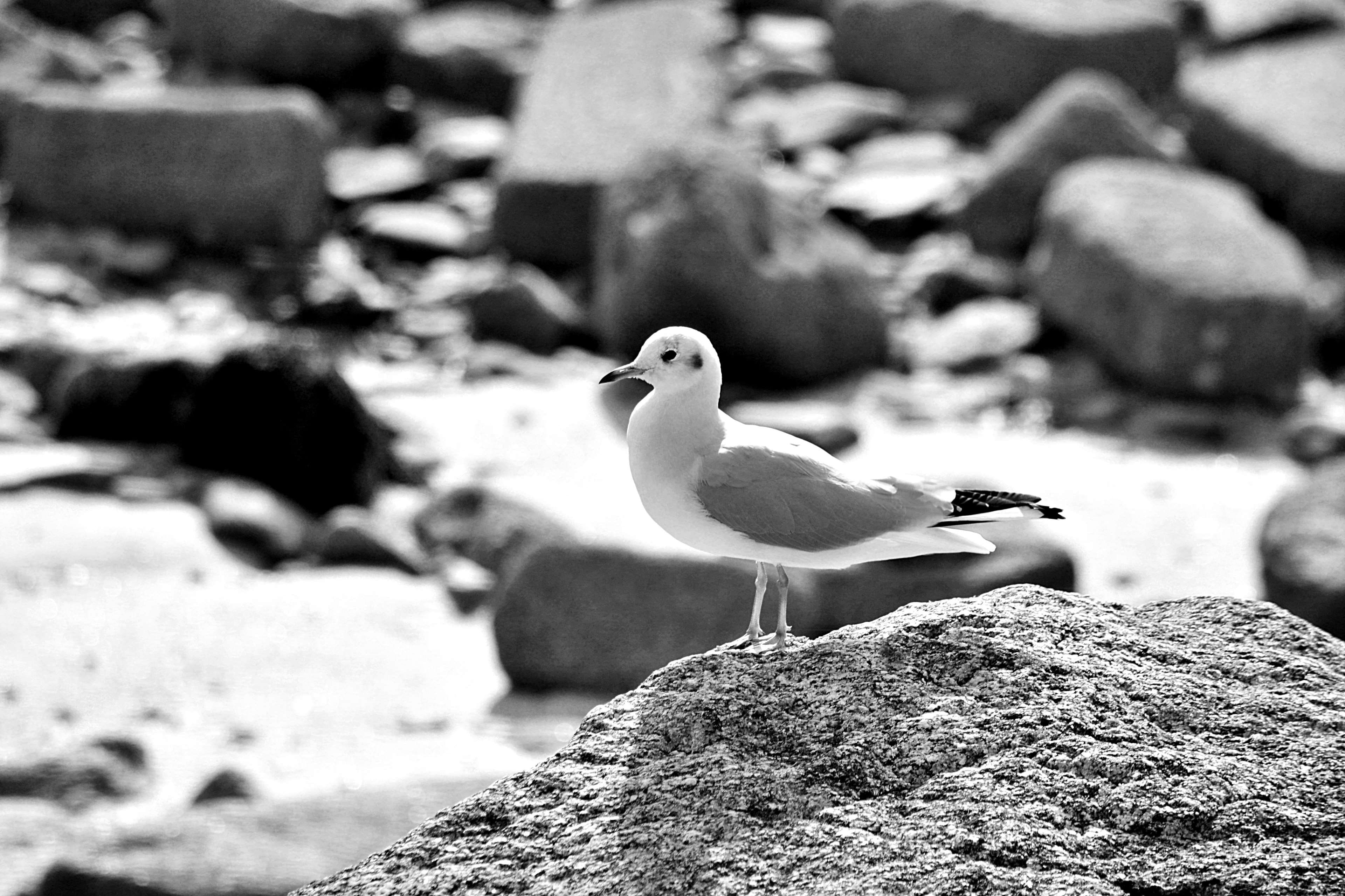 seagull, vertebrate, animalier, mouette, ornithologie, animal, oiseau, rochers, rock, close-up, animals in the wild, one animal, solid, 4K, perching, focus on foreground, HD Wallpaper