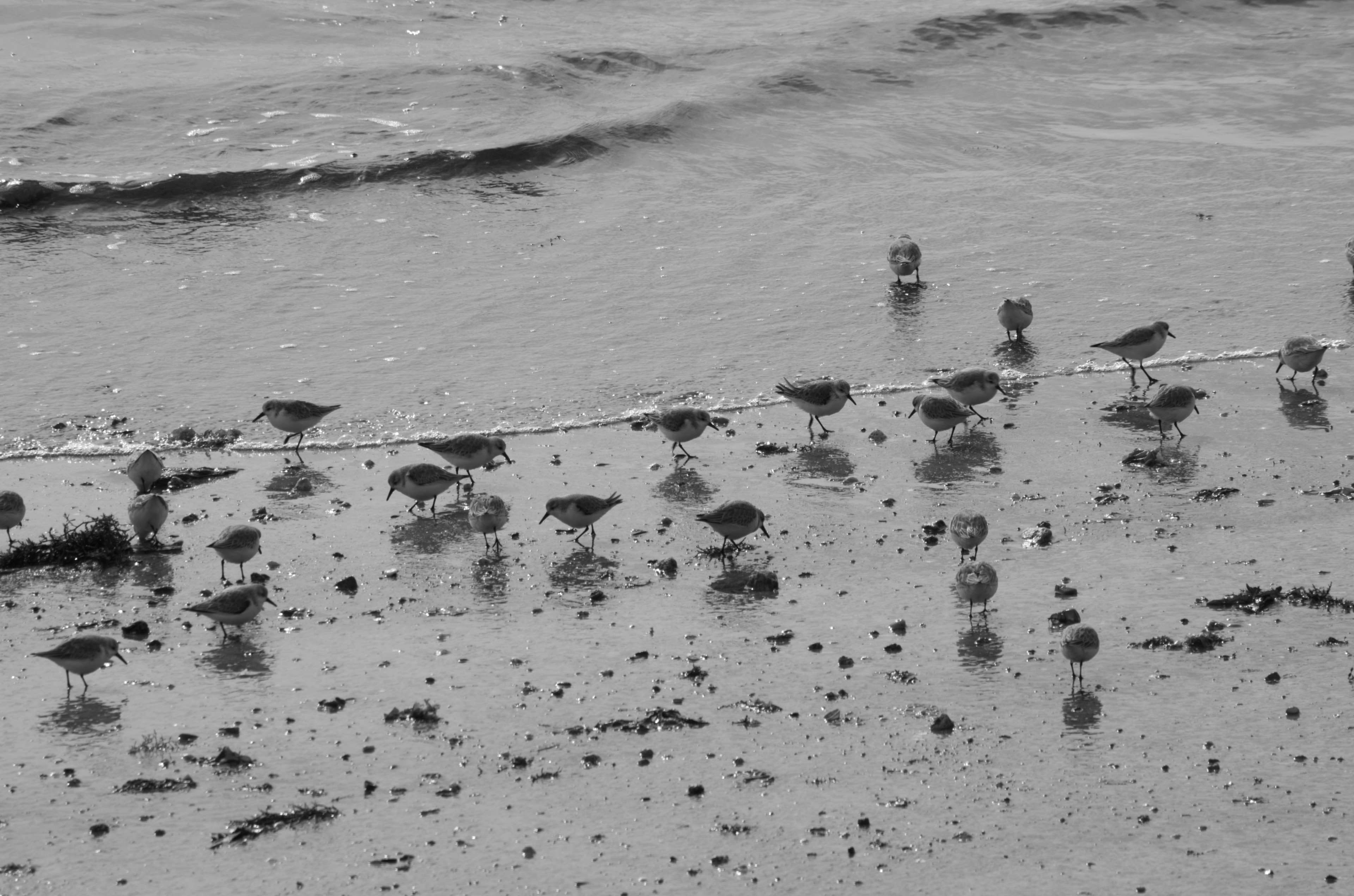 la nature, no people, oiseaux, water, tranquility, vie sauvage, day, motion, rock, outdoors, beach, plage, sand, ornithologie, wave, beauty in nature, 4K, HD Wallpaper