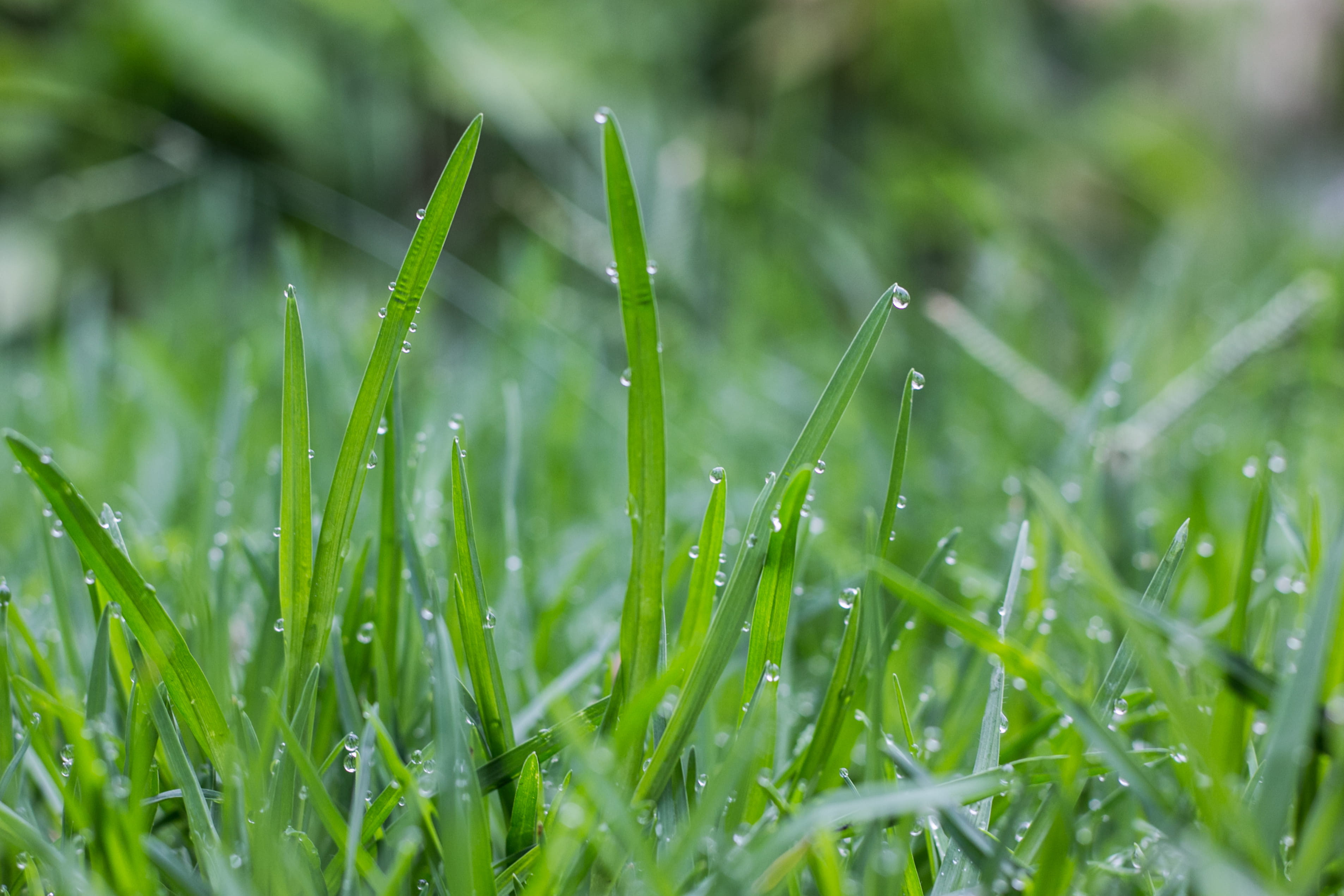 blade of grass, verde, salta, pasto, drop, dew, selective focus, freshness, lluvia, 2K, naturaleza, growth, rain, field, argentina, land, magic, no people, HD Wallpaper
