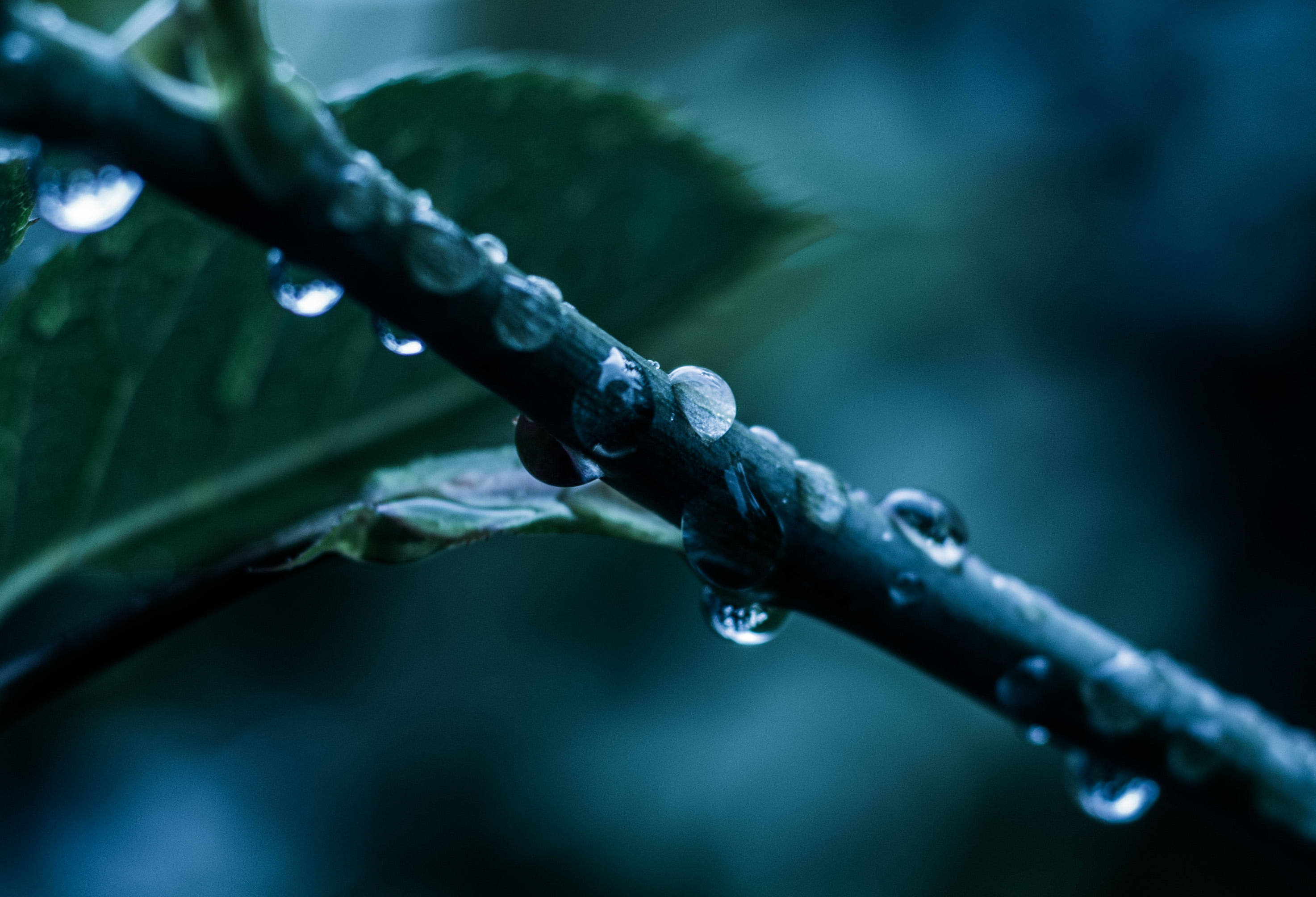 macro, tree, de, Lluvia, branch, green Color, plant, arboles, leaf, green, árboles, water, lagrimas, plant stem, dew, 2K, rain, natural, close-up, nature, HD Wallpaper