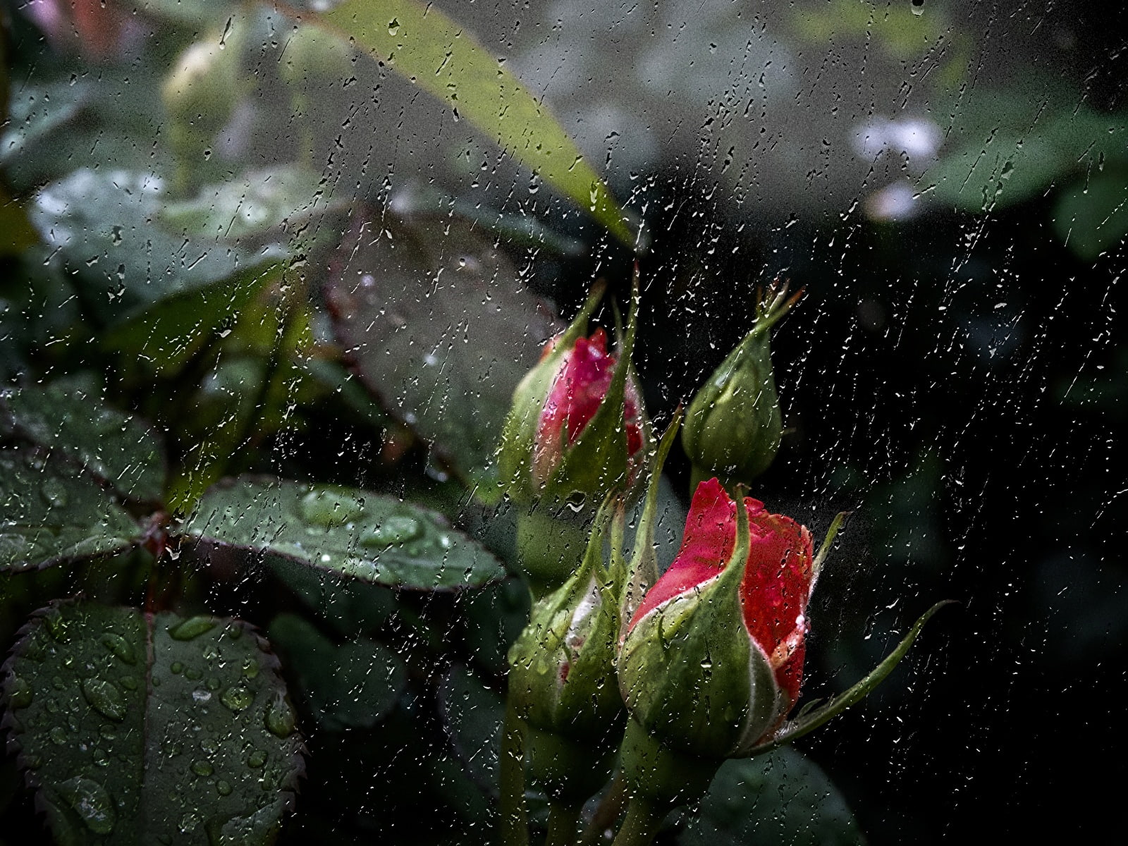 naturaleza, gotas, lluvia, 720P, capullos, HD Wallpaper