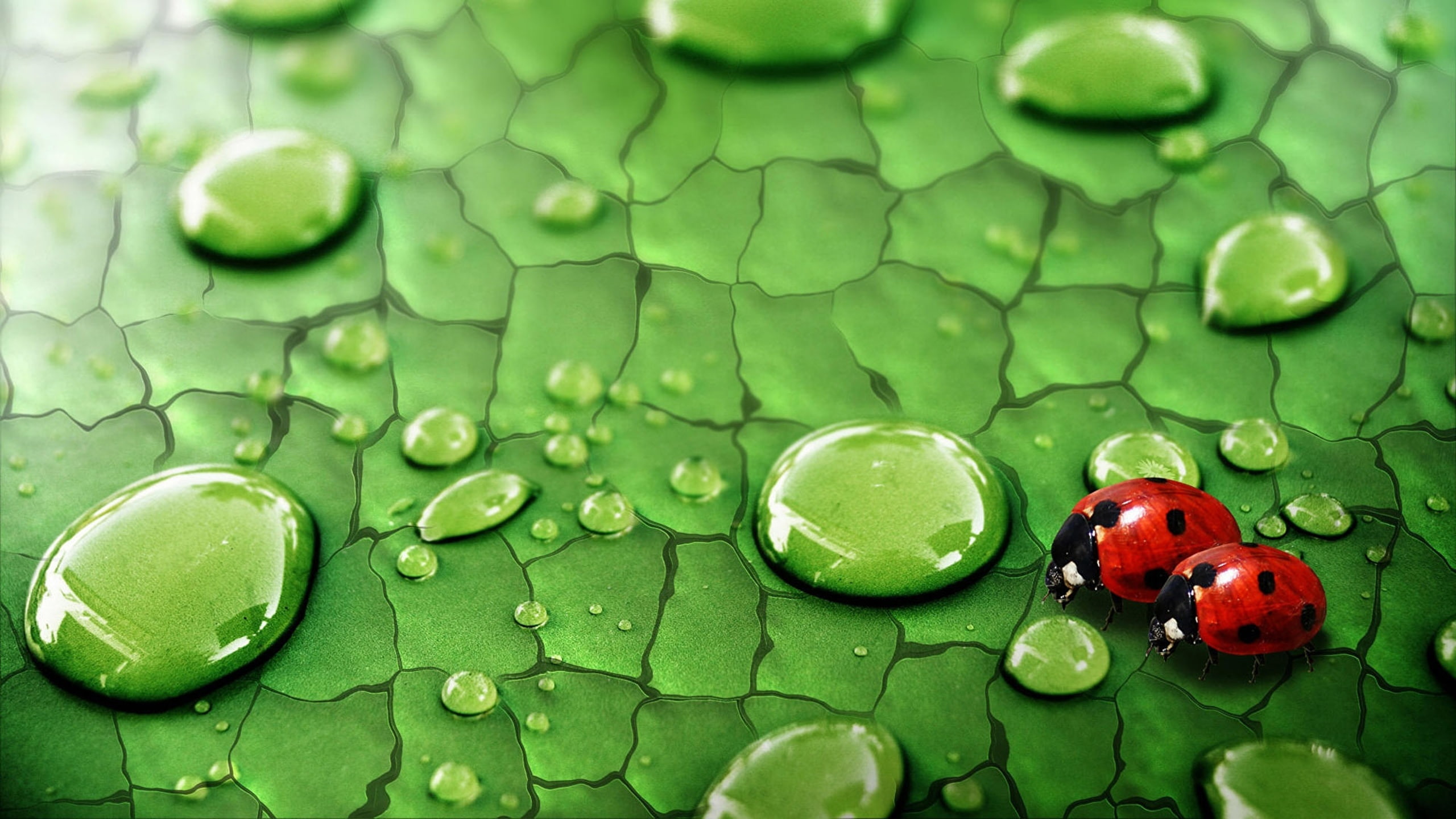plantas, 2K, mariquitas, gotas, naturaleza, lluvia, HD Wallpaper