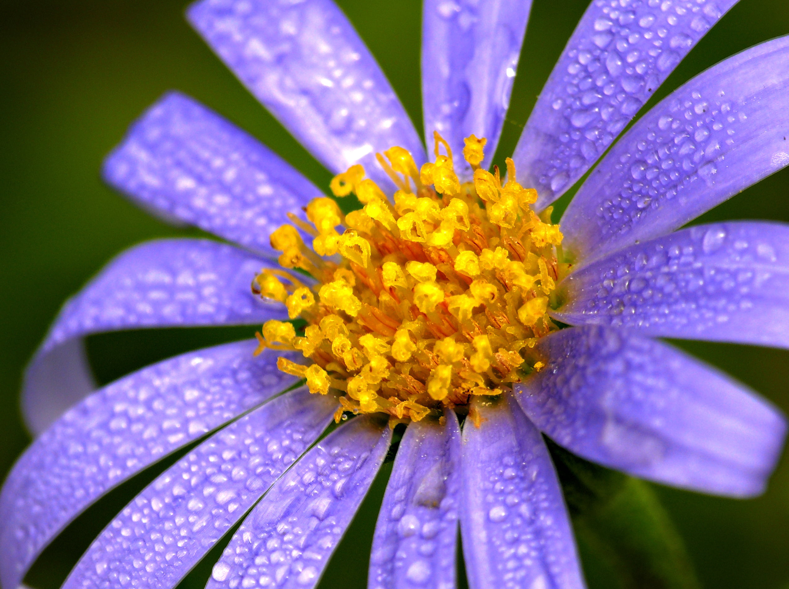 blue  violet, petaled, flower Head, nature, single Flower, purple, beauty In Nature, photo, panasonic  fz50, lluvia, plant, close-up, closeup, summer, daisy, HD Wallpaper