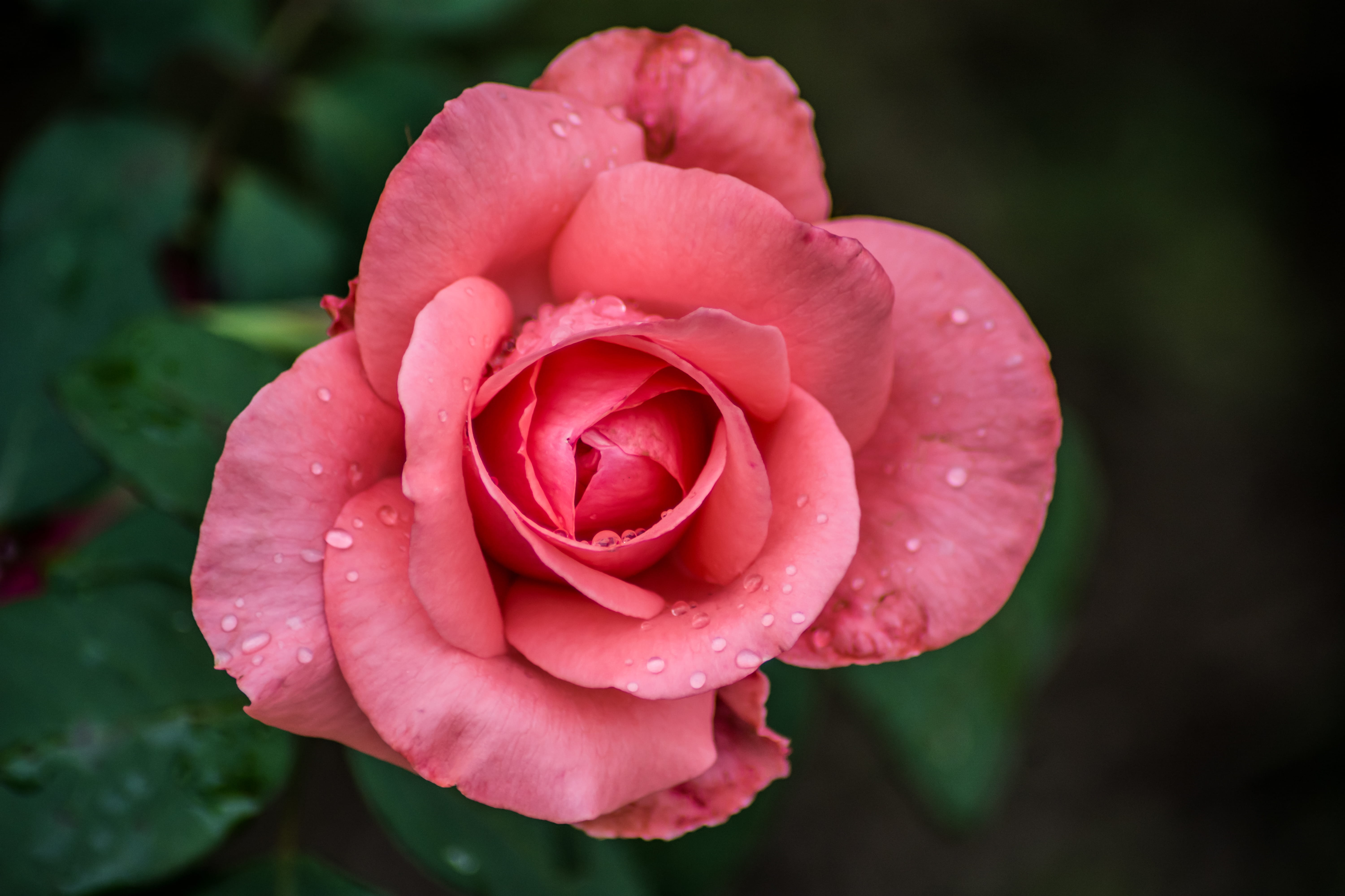 flower, no people, flor, beauty in nature, 5K, wet, naturaleza, outdoors, natural, lluvia, inflorescence, plant, growth, rain, flowering plant, vulnerability, HD Wallpaper