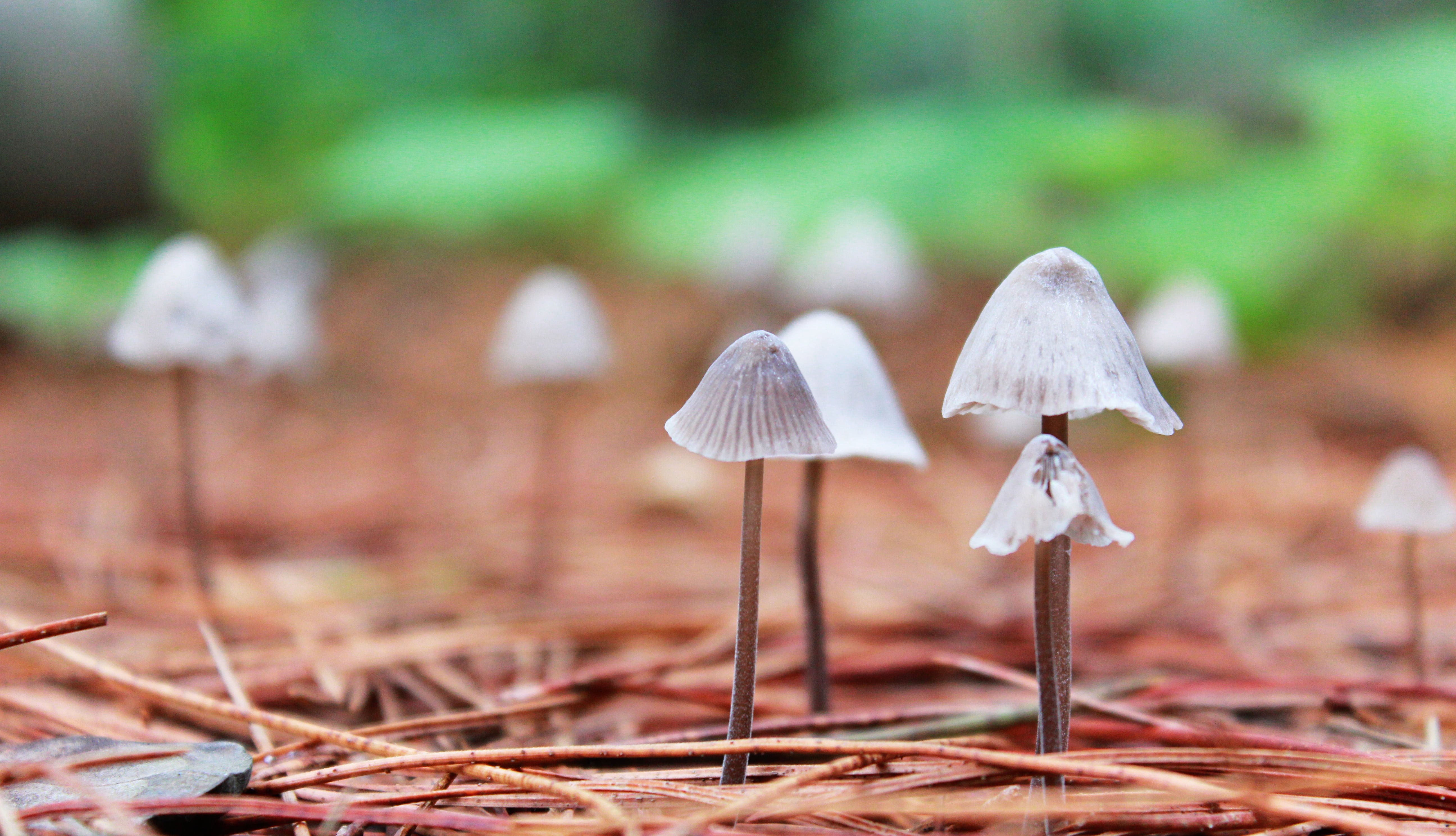 nature, field, mushrooms, order, taxonomy, fungus, la, photography, toadstool, ground, close-up, lluvia, 5K, season, autumn, mushroom, plant, depth, Agaricales, HD Wallpaper