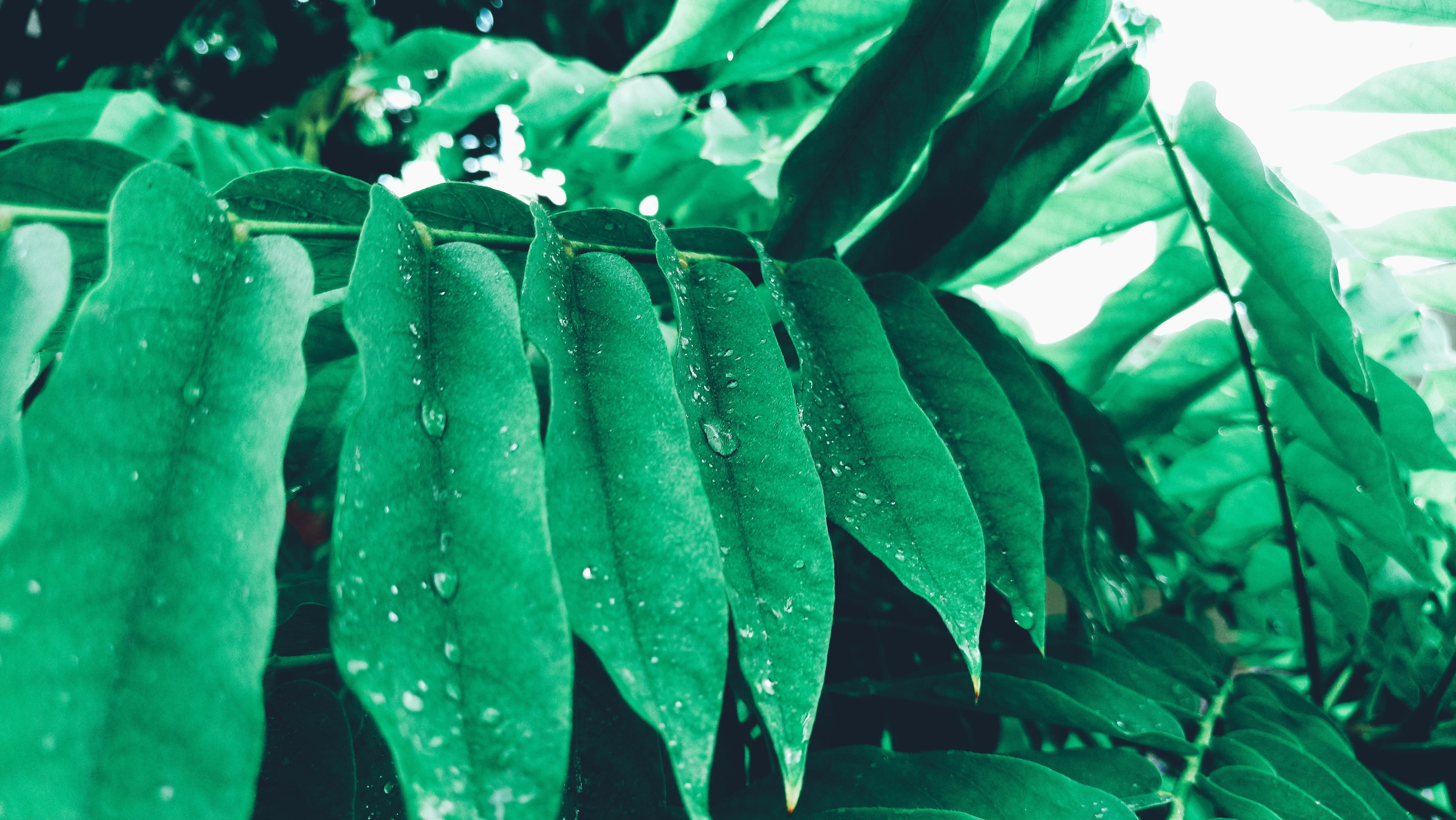 leaves, life, 5K, beauty in nature, freshness, plant part, outdoors, naturaleza, day, plant, dew, nature, growth, no people, rain, wet, agua, focus on foreground, HD Wallpaper