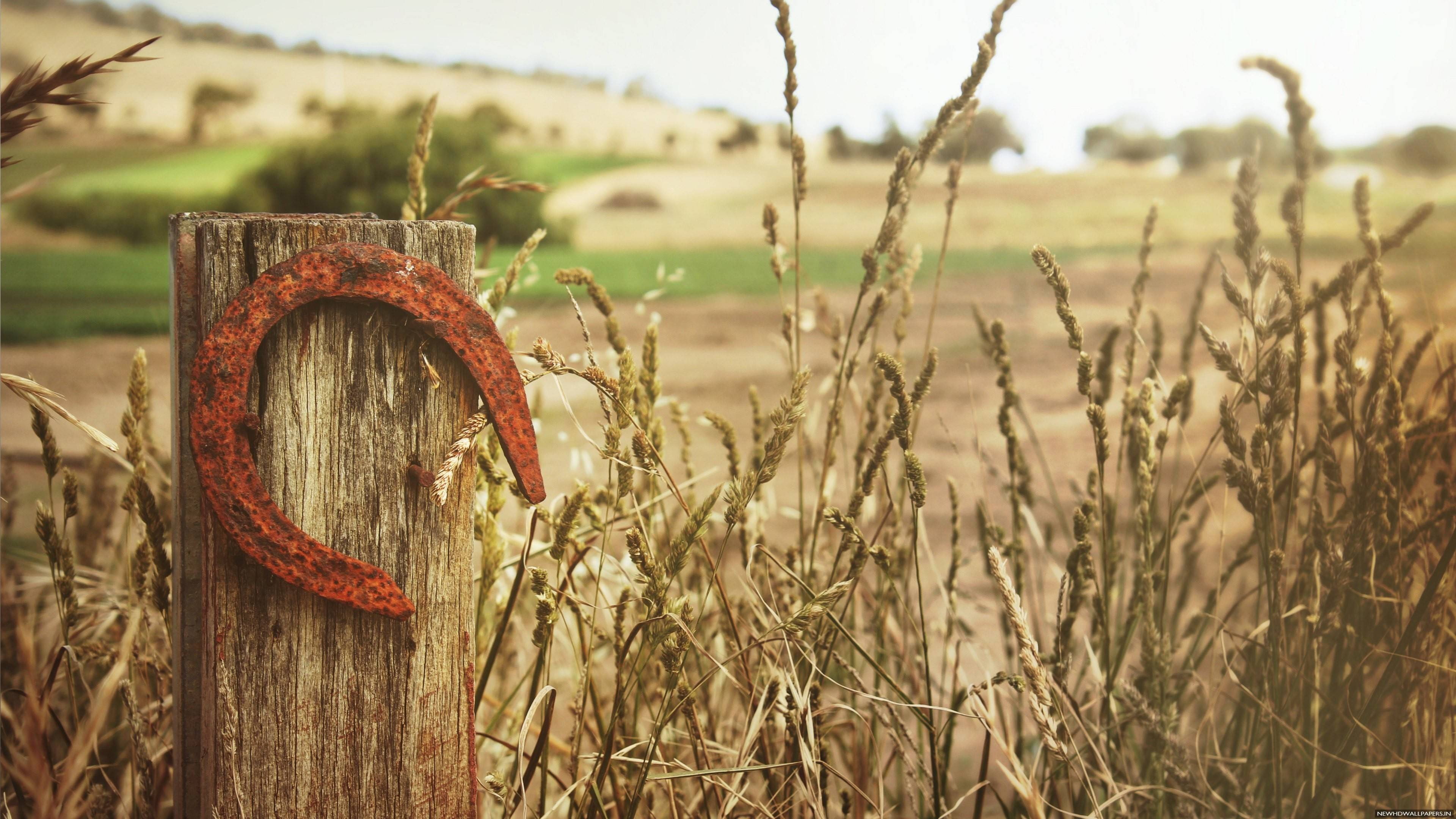 growth, grass, old, close-up, landscape, agriculture, vieja, nature, focus on foreground, outdoors, abandoned, land, field, metal, rusty, rural scene, 4K, HD Wallpaper