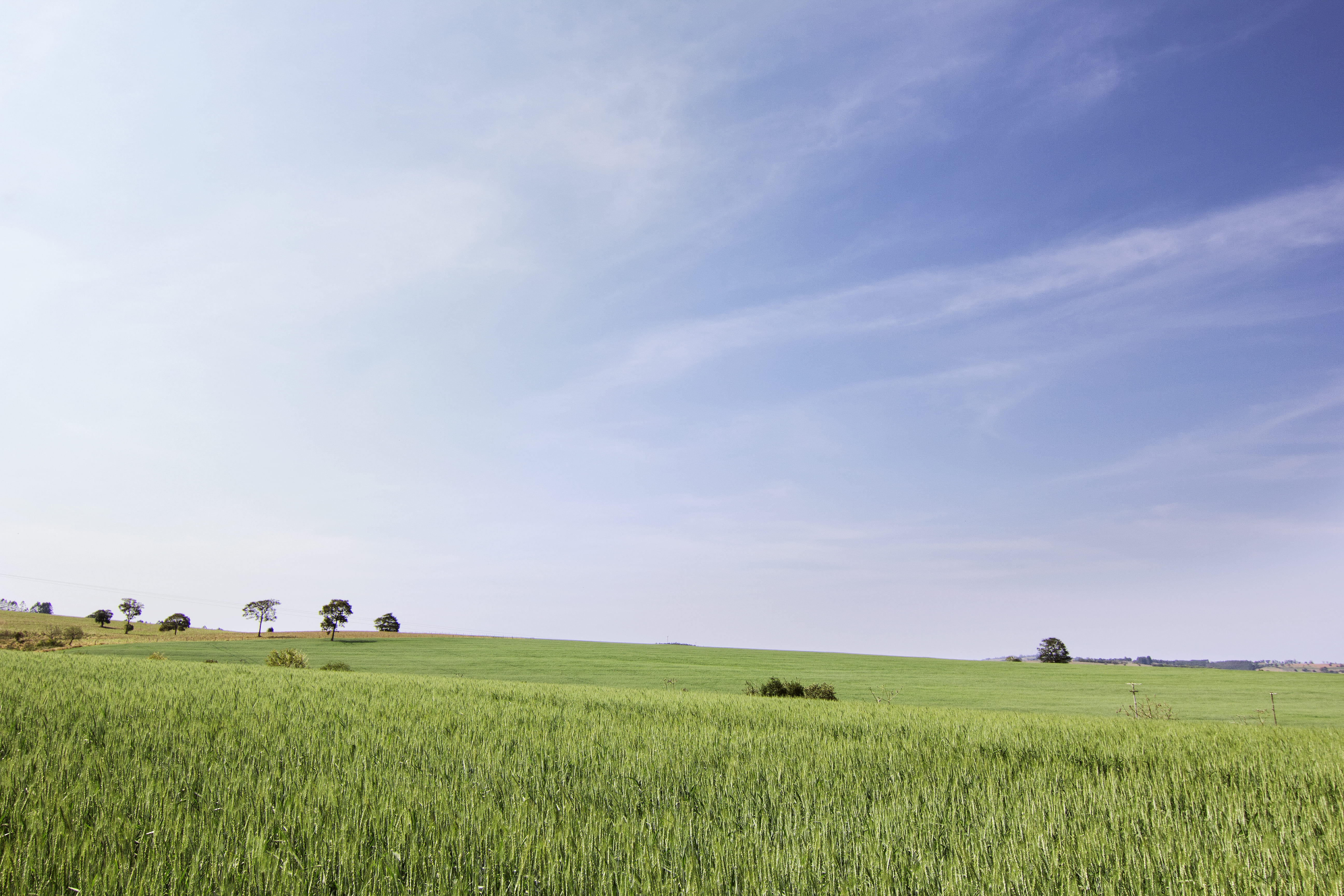 grass, nature, landscape, day, growth, weiss, brazil, rural scene, green color, environment, tranquil scene, campo, plant, campina do monte alegre, agriculture, HD Wallpaper