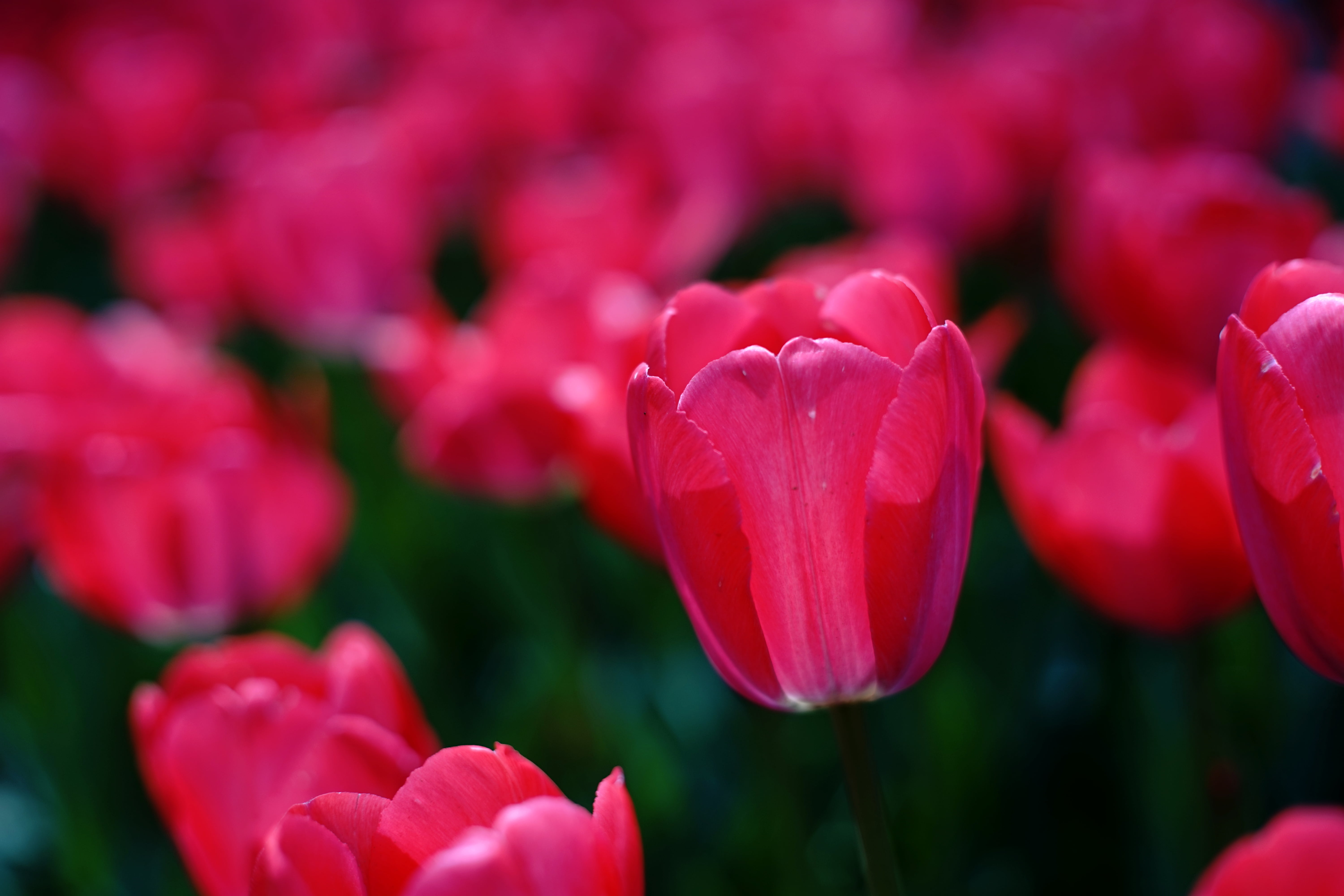 outdoors, photography, Minolta  MD, flowerbed, 5K, rose, red, Tulip, plant, Flow, flower, summer, MD  Rokkor, beauty In Nature, nature, springtime, freshness, HD Wallpaper