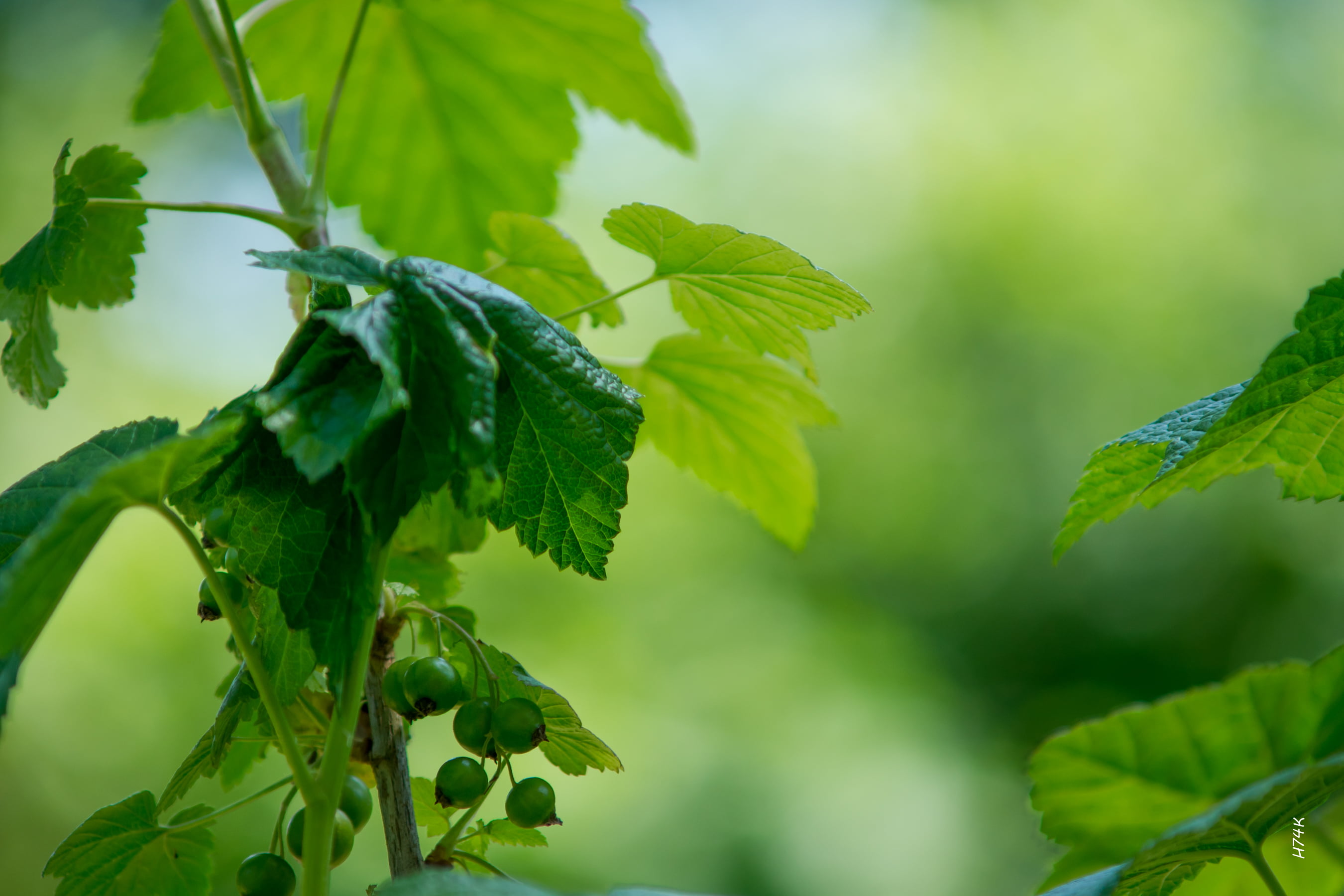 minolta, green leaf, plant, forest, dof, 2K, summer, green Color, nature, outdoors, growth, still green, tree, sunlight, branch, freshness, leaf, close-up, HD Wallpaper