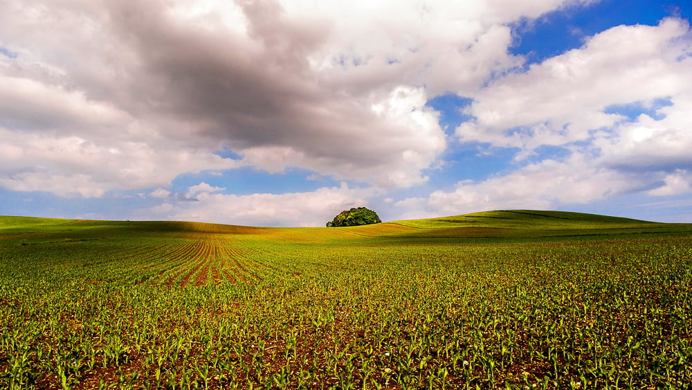 minolta af, tree, suny, Sony  alpha  900, hill, land, green corn, farm, outdoors, field, scenics, 20mm, green Color, blue, a900, corn, meadow, daytime, HD Wallpaper