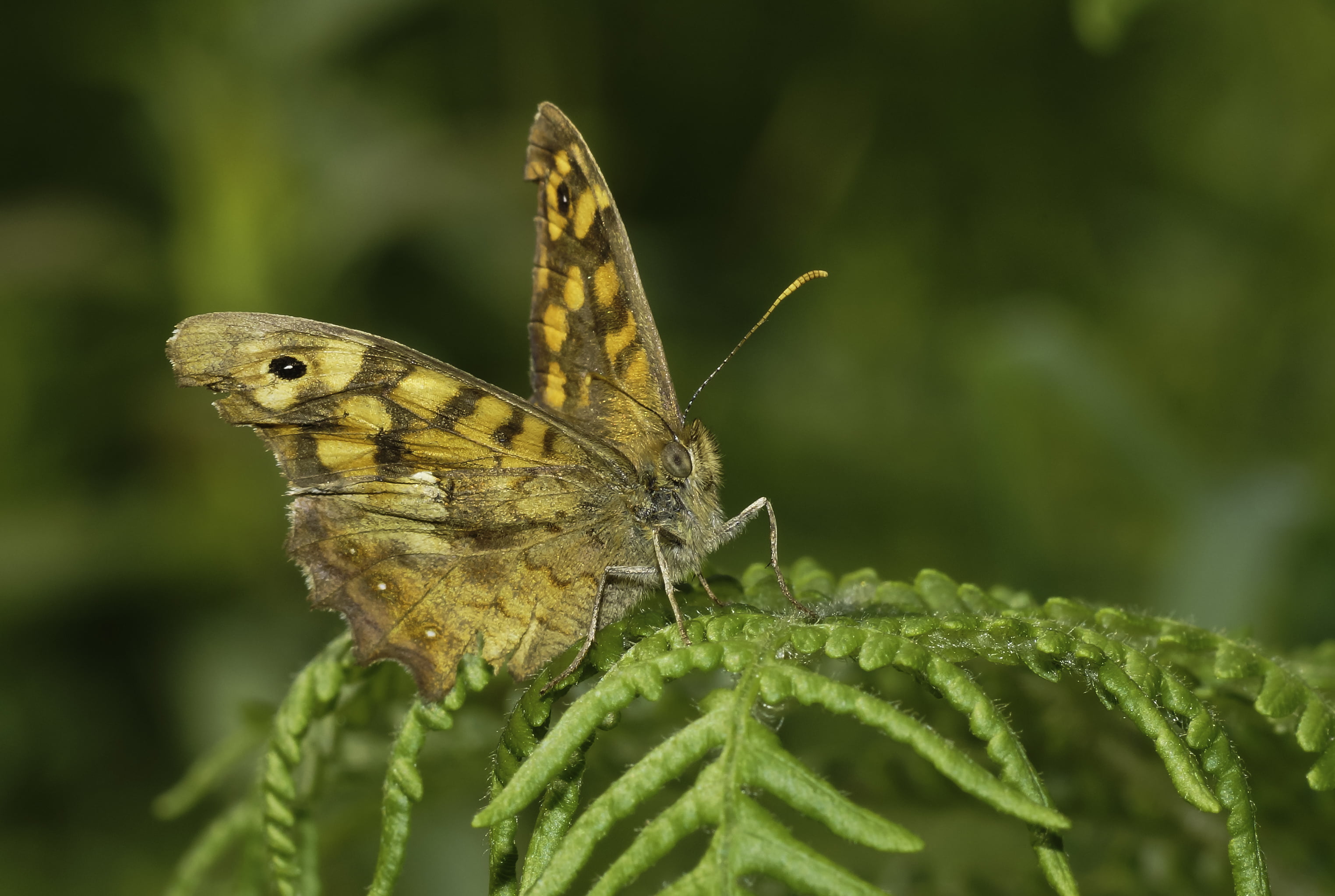 close-up, animals, leaves, Coruña, butterfly - Insect, butterflies, green, green leaves, Minolta, moth, yellow, nature, macro, 2K, summer, animal Wing, HD Wallpaper