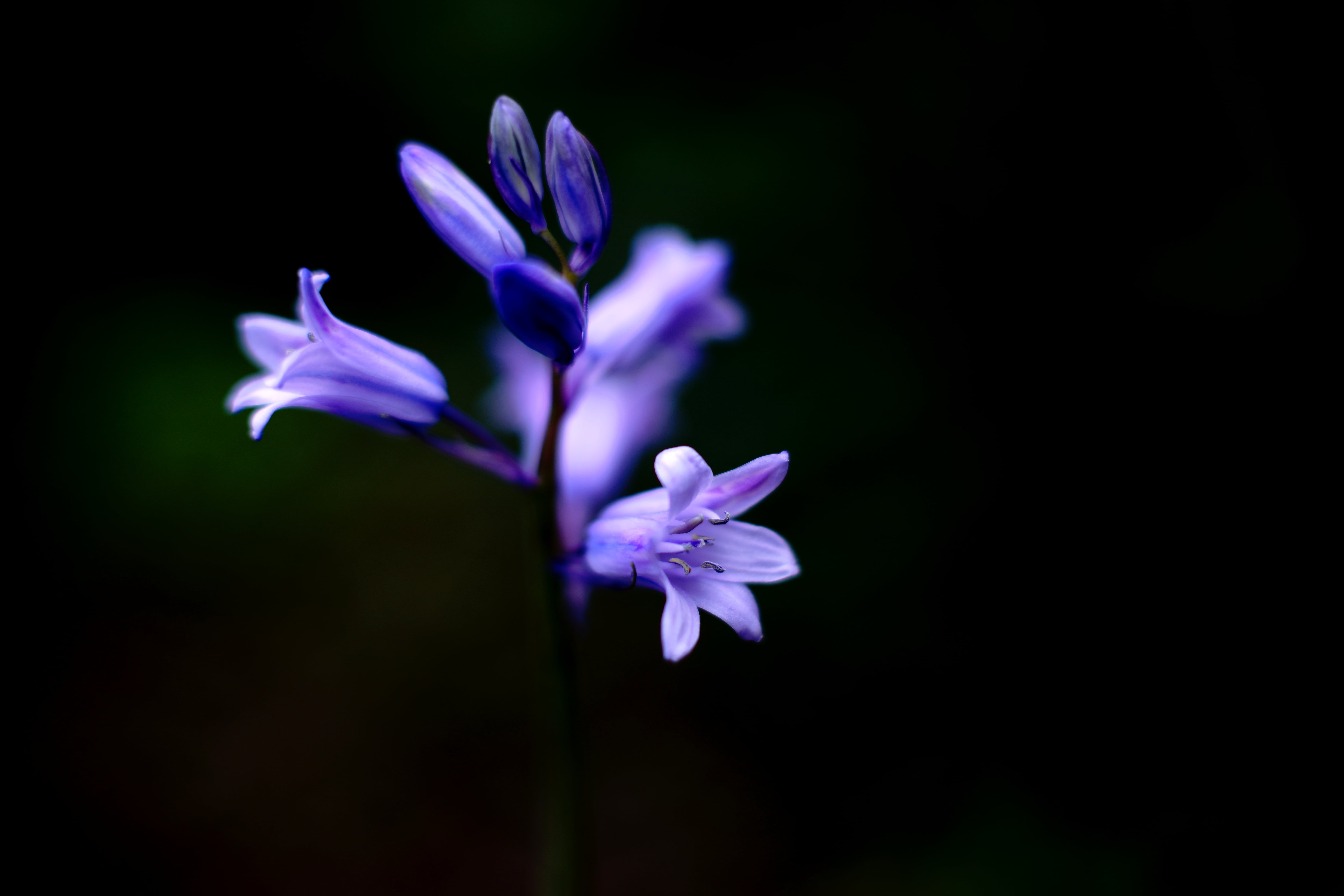 Deep  purple, 5K, MD  Rokkor, flower Head, beauty In Nature, F1.4, purple, petal, nature, flower, photo, plant, シラ, Minolta  MD, close-up, springtime, HD Wallpaper