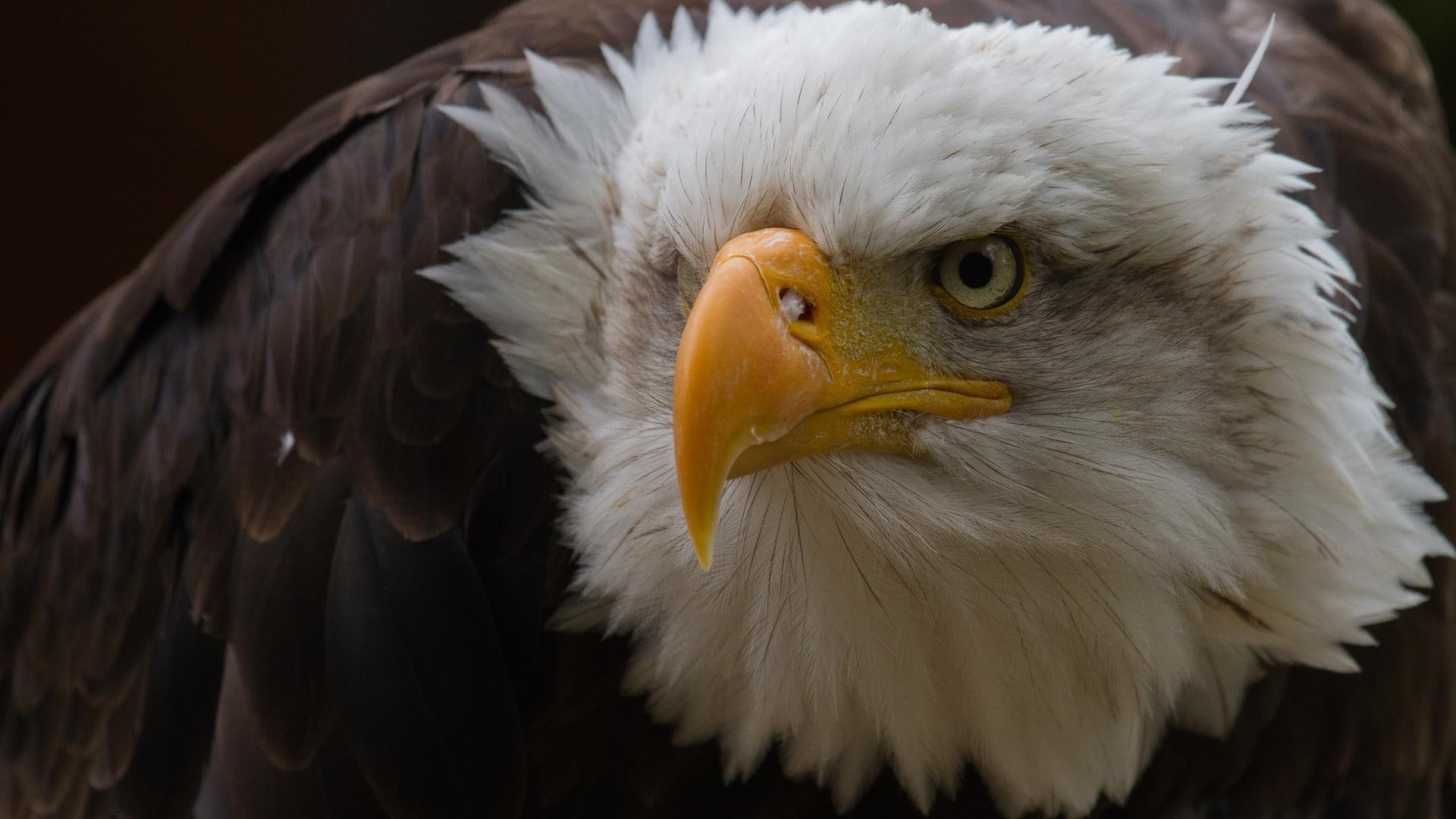 animals, nature, wildlife, bald eagle, birds, intense, eagle, flying animals, bald, 1080P, HD Wallpaper
