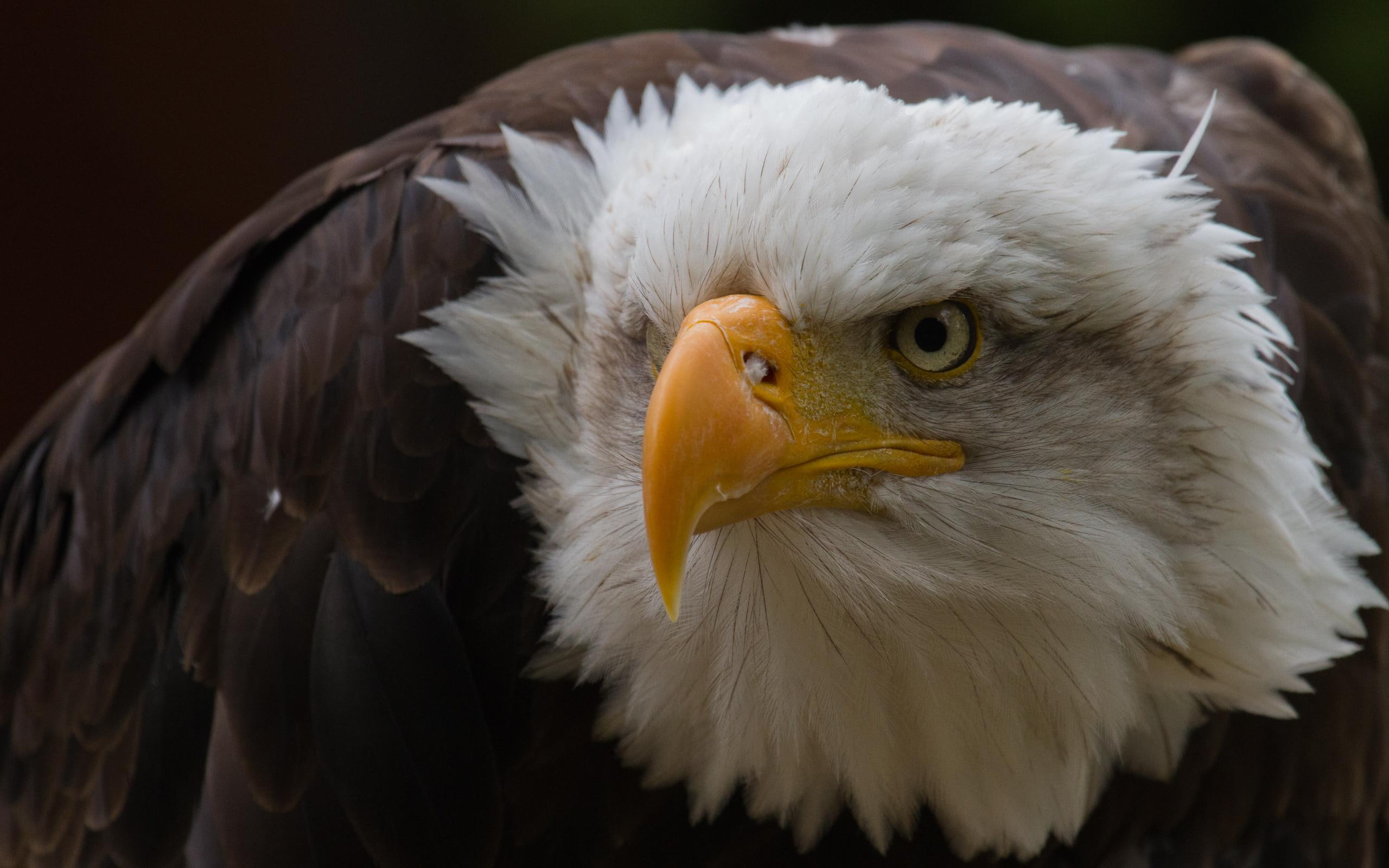 2K, eagle, intense, close up, animals, birds, bald, HD Wallpaper