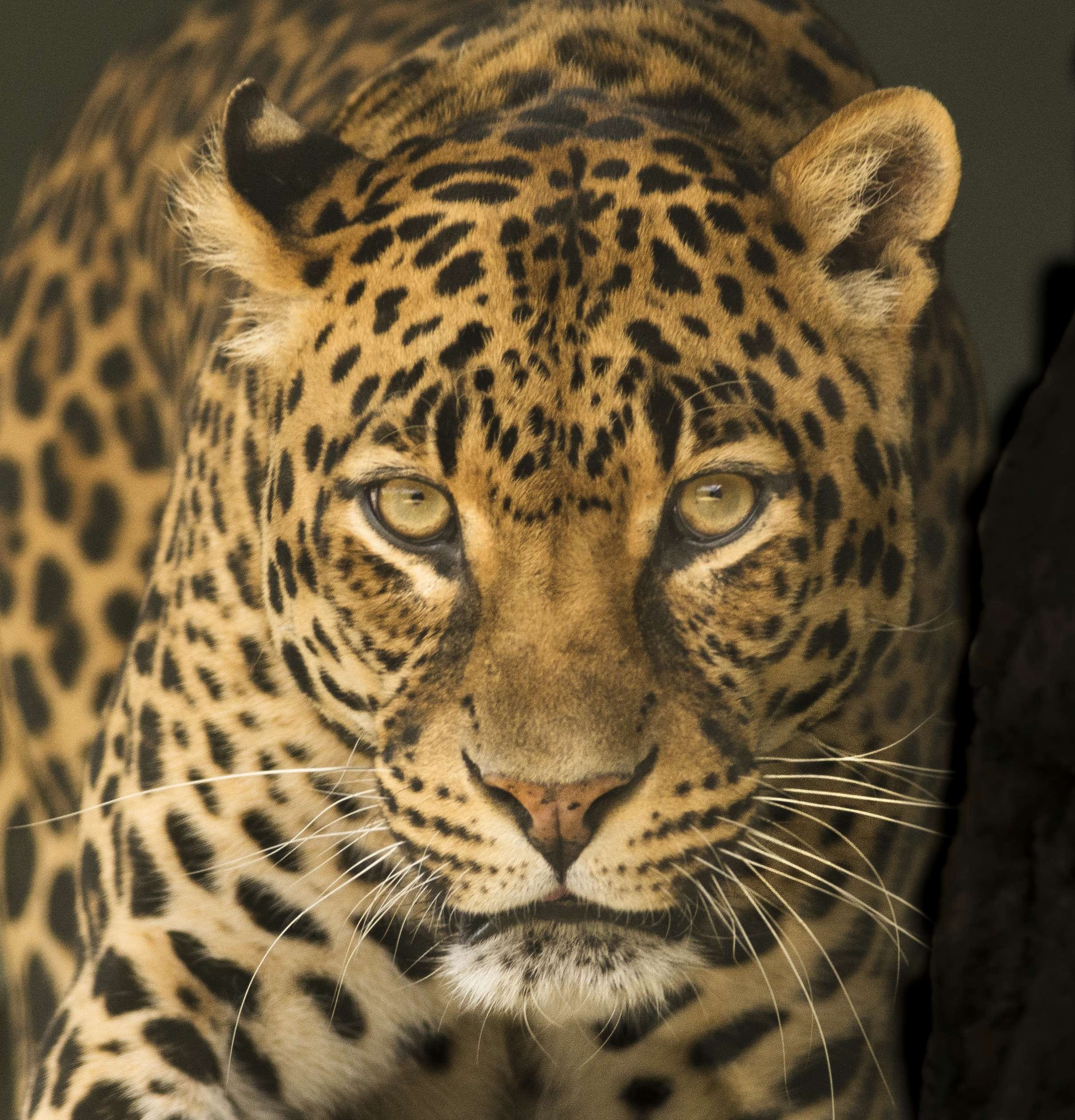 big cat, green, animal themes, 1080P, kruger, focus, no people, animal head, eyes, vertebrate, animal, cheetah, carnivora, conservation, undomesticated cat, Phone HD Wallpaper