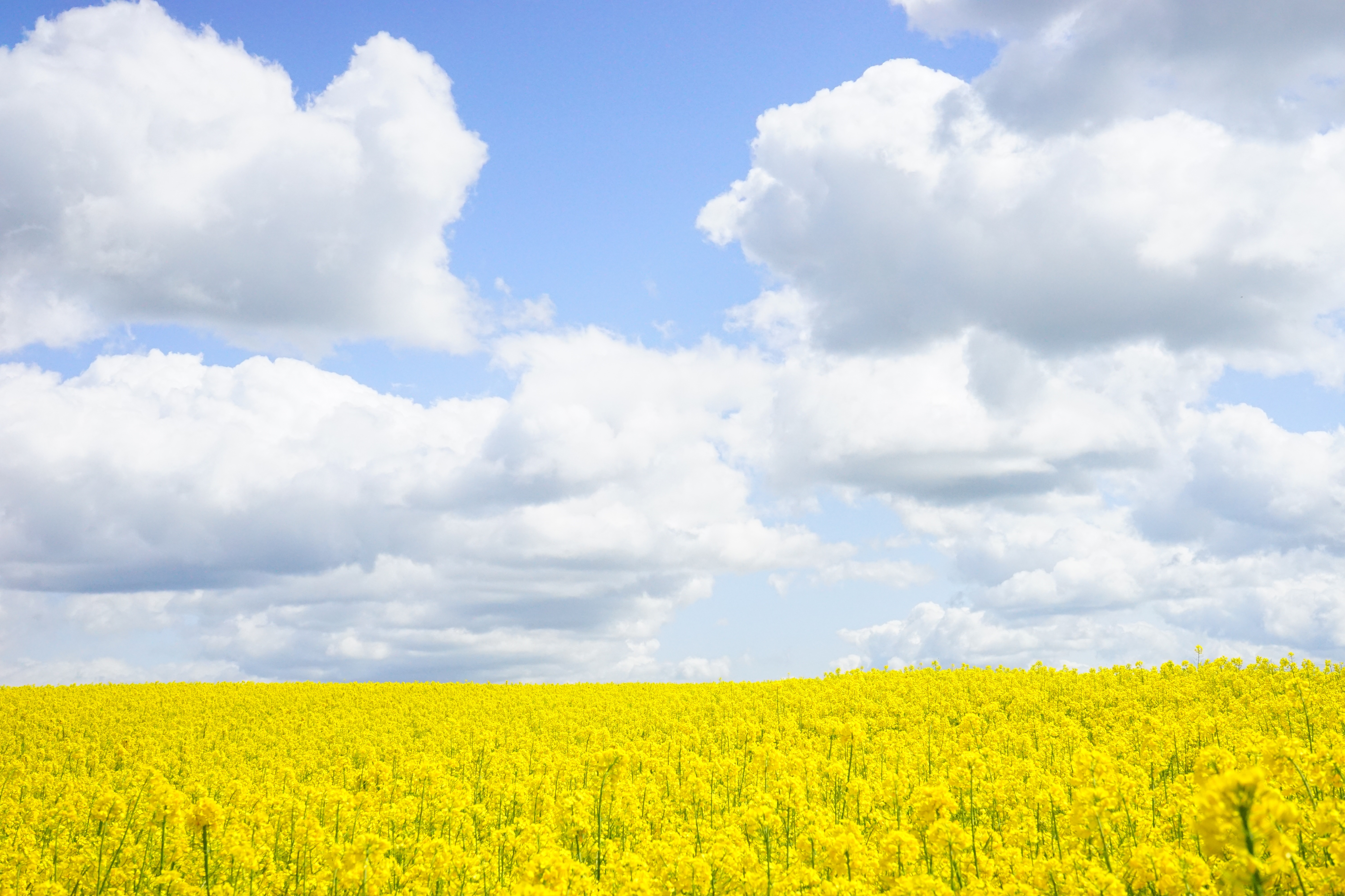blütenmeer, outdoors, oilseed Rape, blue, flower, cruciferous plant, beauty in nature, rural Scene, yellow, brassicaceae, land, brassica napus, plant, high contrast, HD Wallpaper