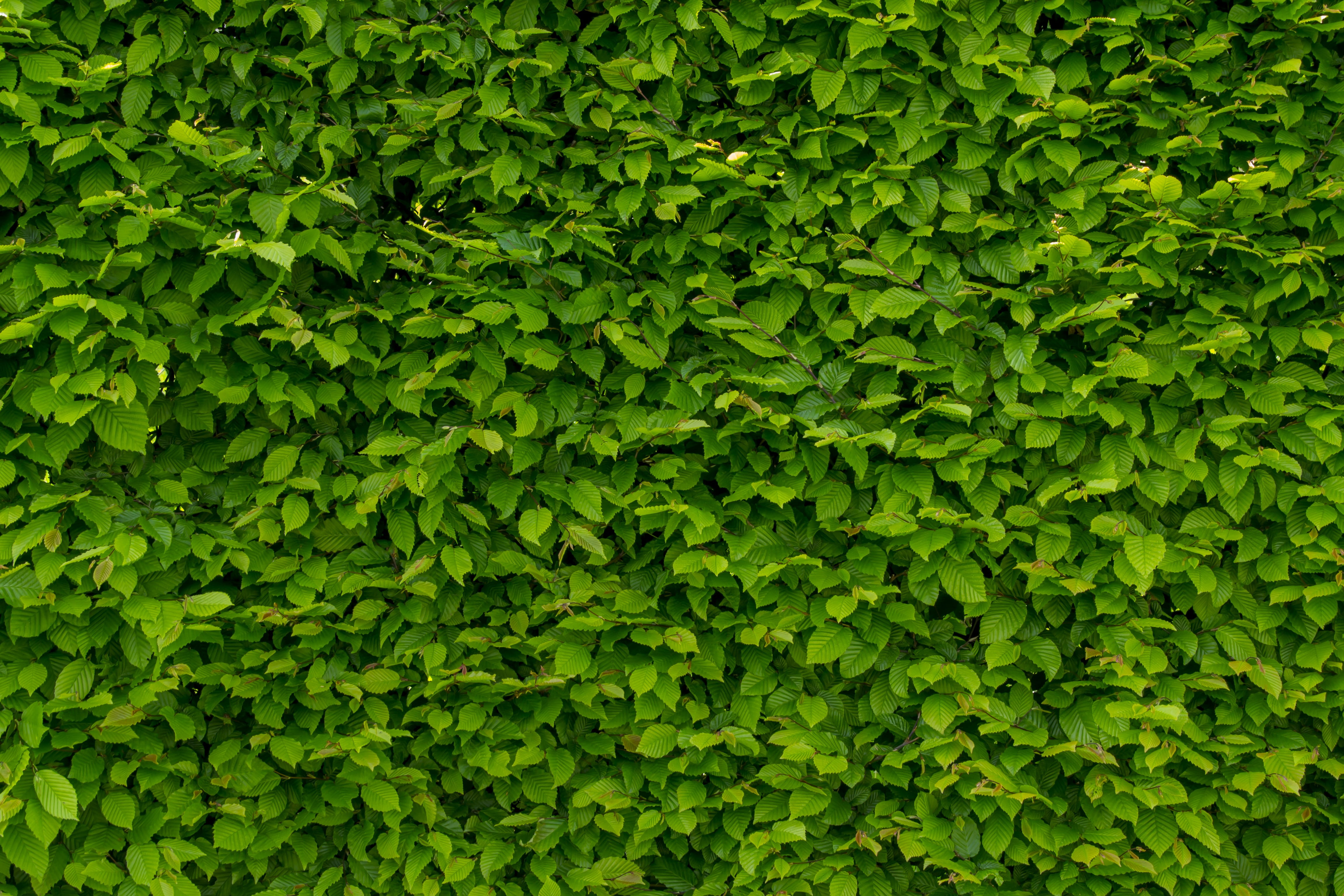 plant part, growth, full frame, tranquility, ivy, on the outside of the, hornbeam, lush foliage, no people, foliage, the background, hedge, botany, outdoors, HD Wallpaper