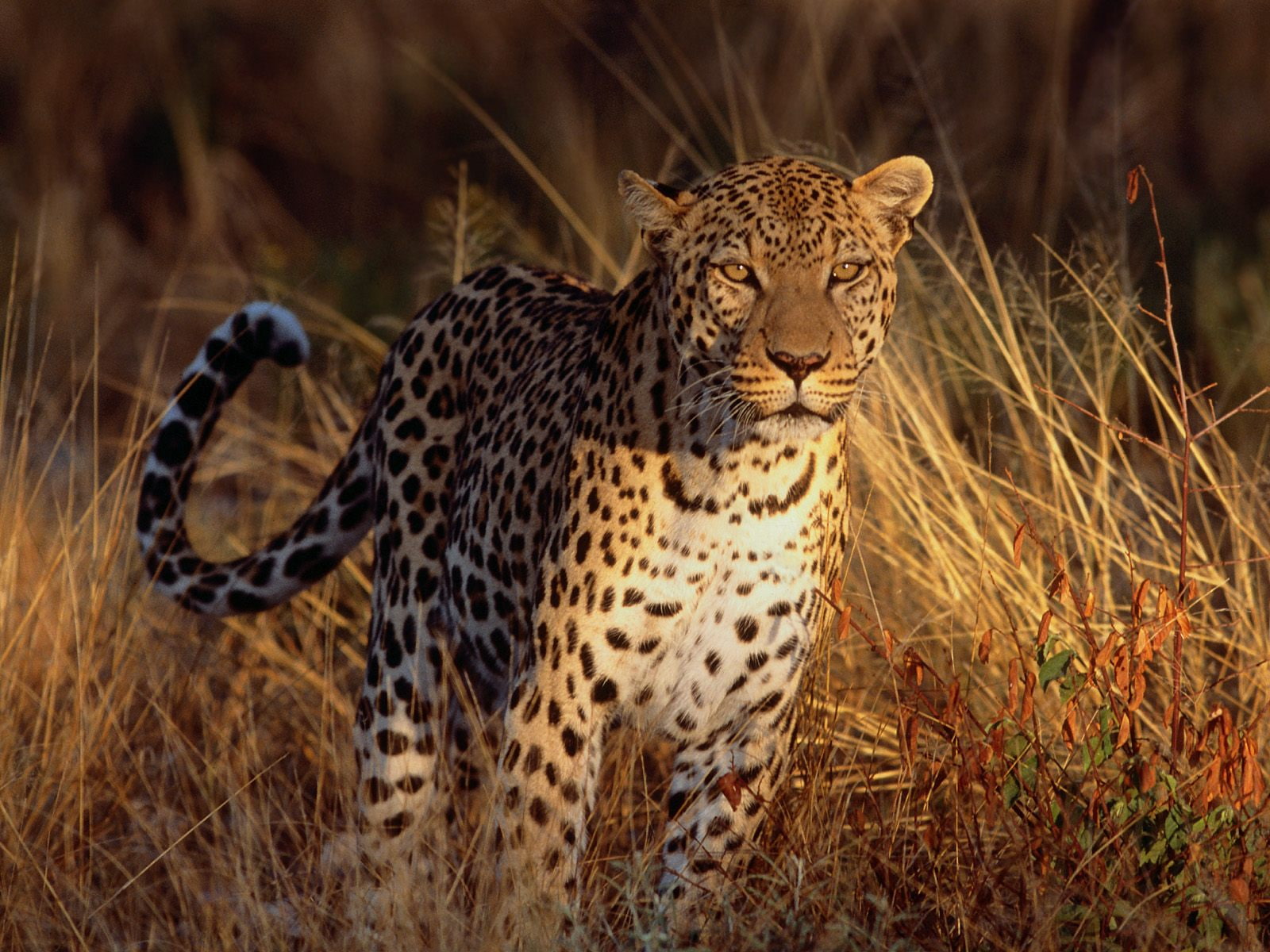 leopard, intense, focus, 720P, HD Wallpaper