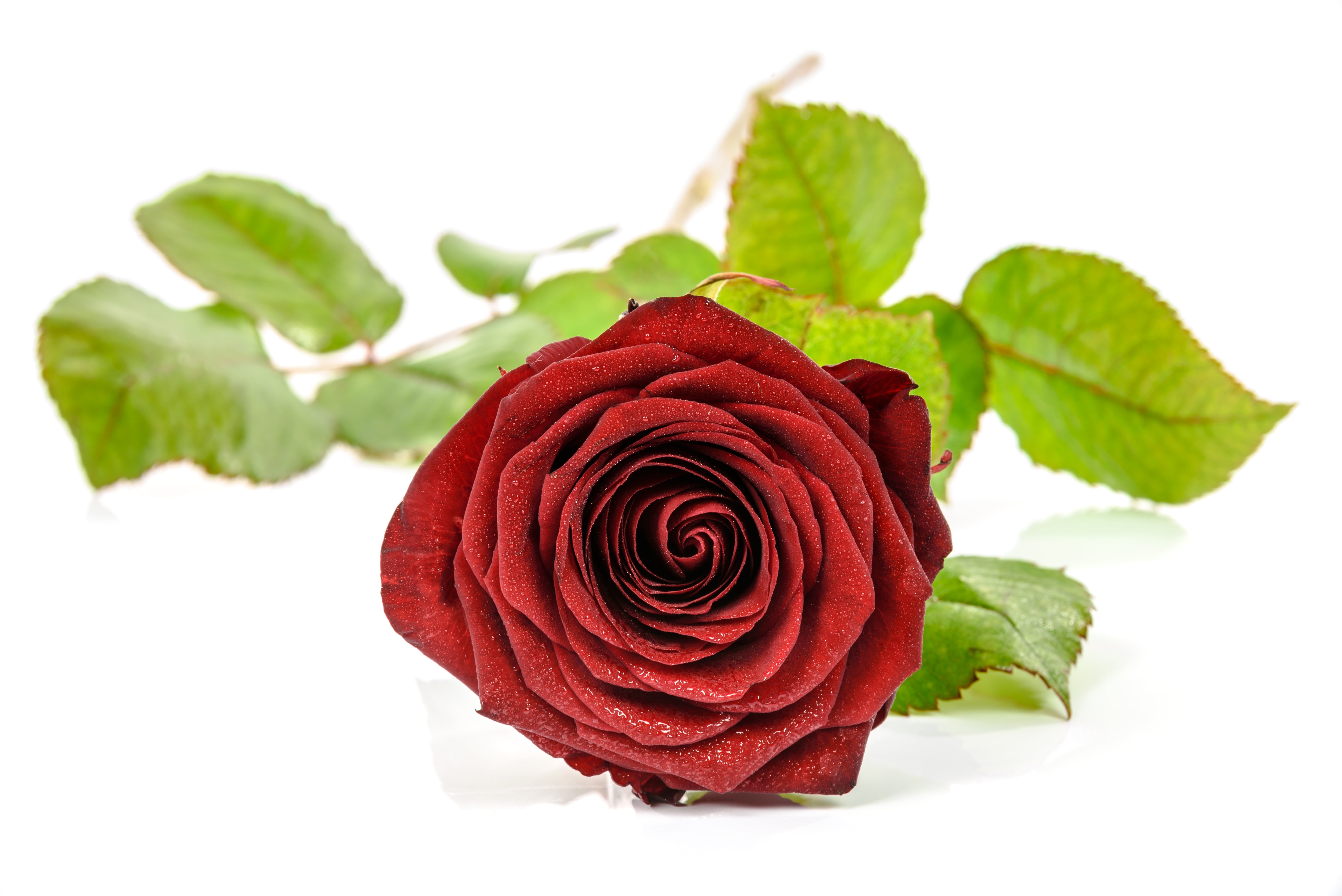 green, red, welcome, spring, drop, marriage, wedding, lovely, the freshness, valentines day - holiday, valentine, angle, plant, cut out, rose close up, HD Wallpaper