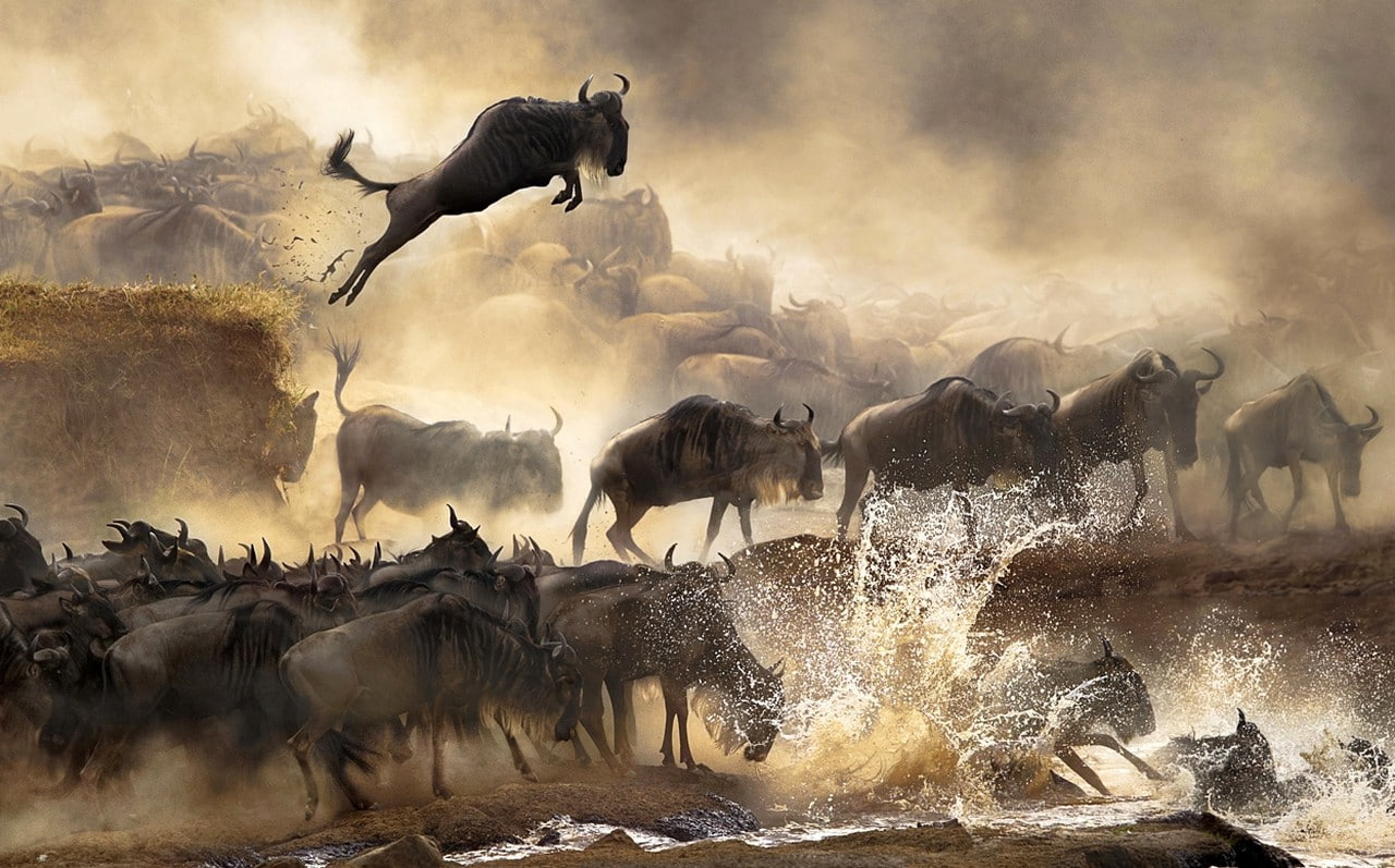 Africa, 720P, Serengeti, animals, landscape, river, day, mammal, Migration, outdoors, vertebrate, water, splashing, animal themes, herd, animal, dust, HD Wallpaper