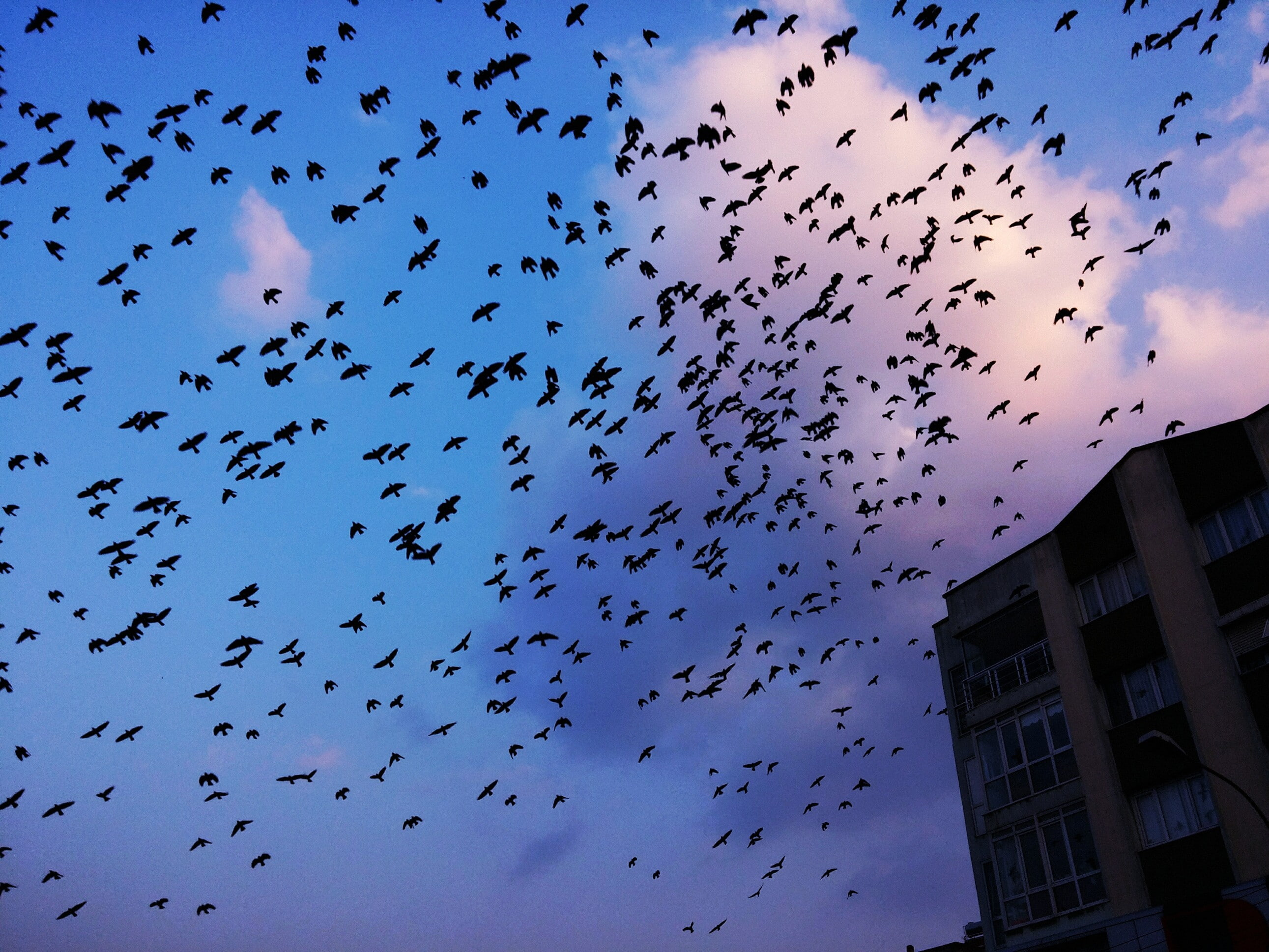 swallow (bird), 2K, migration, HD Wallpaper