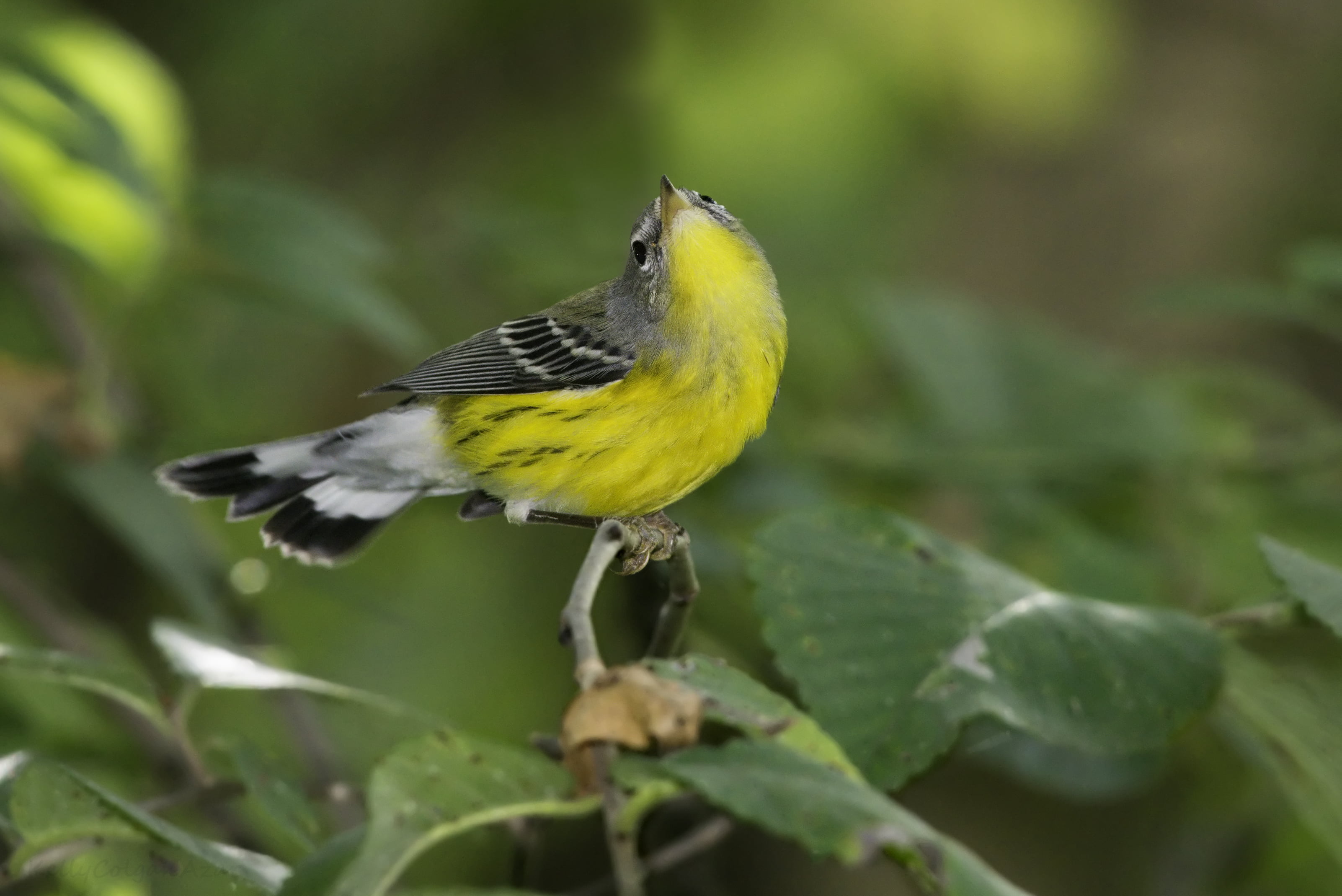 Chester County  Pennsylvania, Migration, warbler, field, Juvenile, USA, depth, Setophaga magnolia, beak, Female, tree, bird, tree branch, Magnolia Warbler, HD Wallpaper