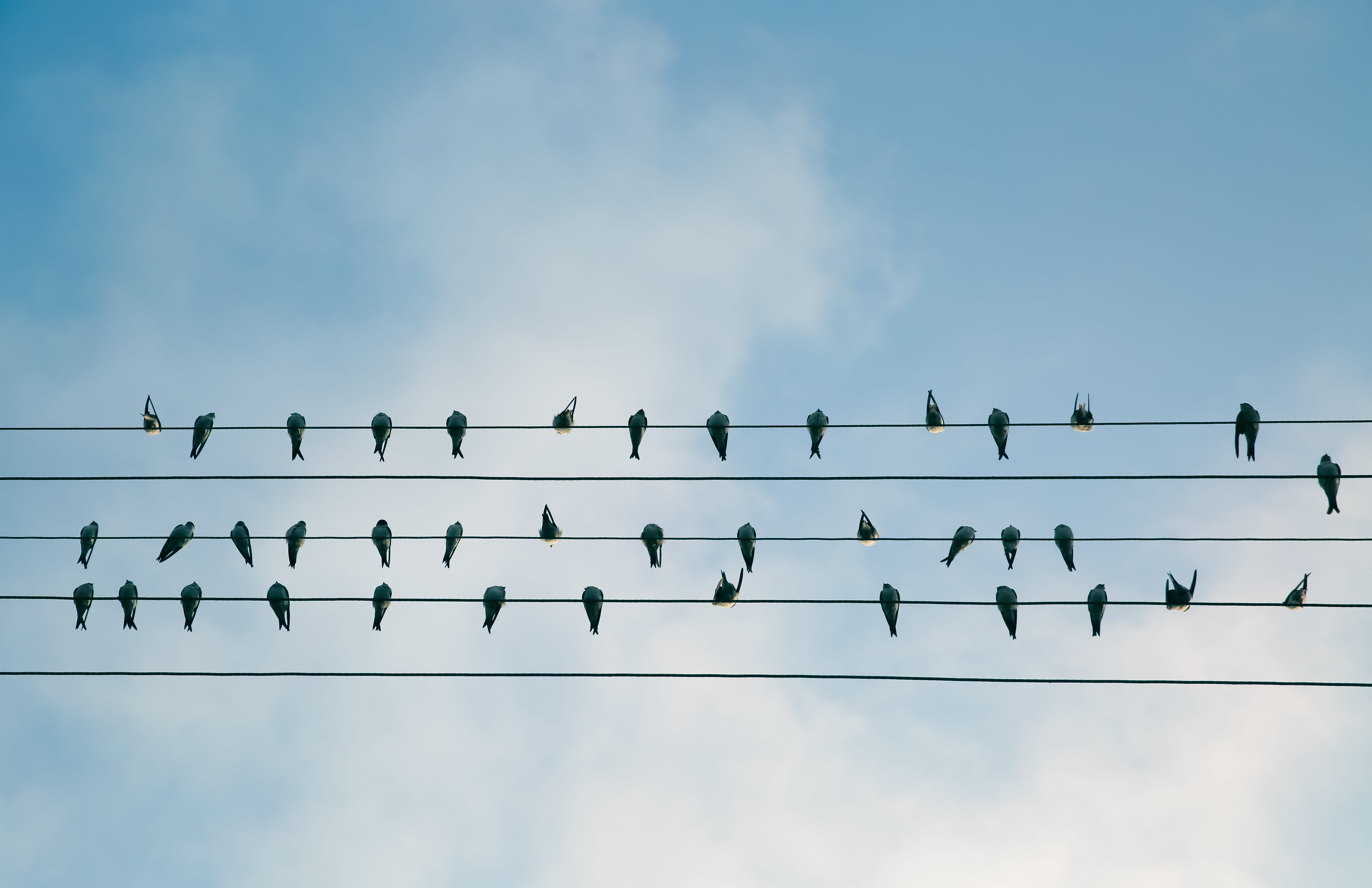 cable, 5K, lot, electric wire, no people, perched, telephone line, wire, electric, group of animals, powerline, vertebrate, perching, animal, birds, animals in the wild, HD Wallpaper