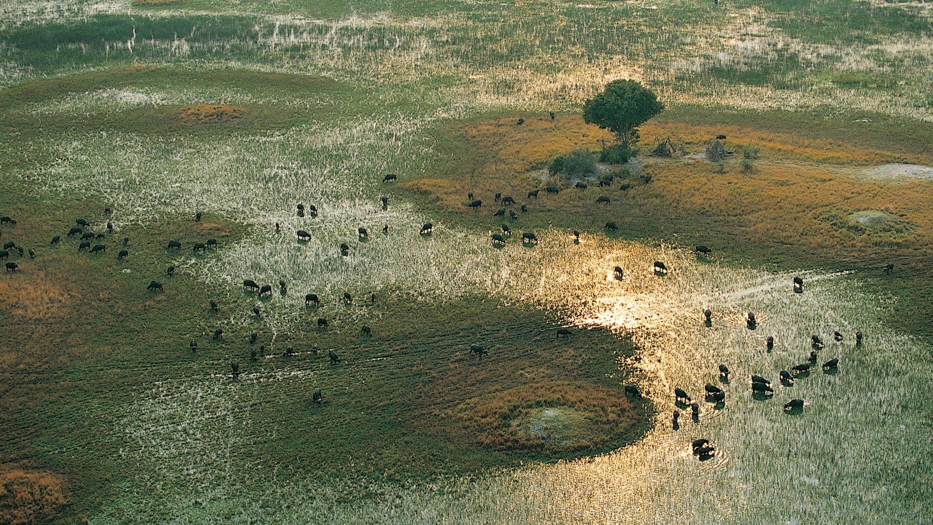 sun relfelction, 1080P, migration, wildlife, animals, wild life, wet lands, birds, africa, nature, amazing, HD Wallpaper