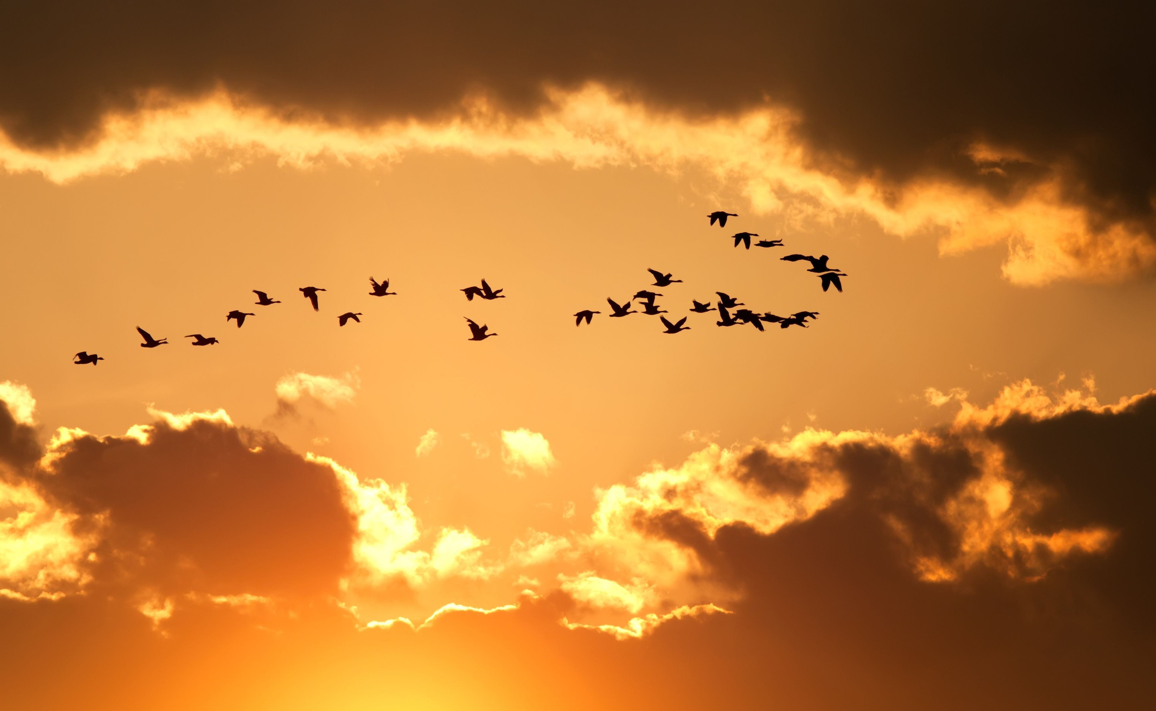 flock, silhouettes, animal Wing, the sky, beauty In Nature, background, dawn, HD, sunlight, orange color, blue, silhouette, flight, HD Wallpaper