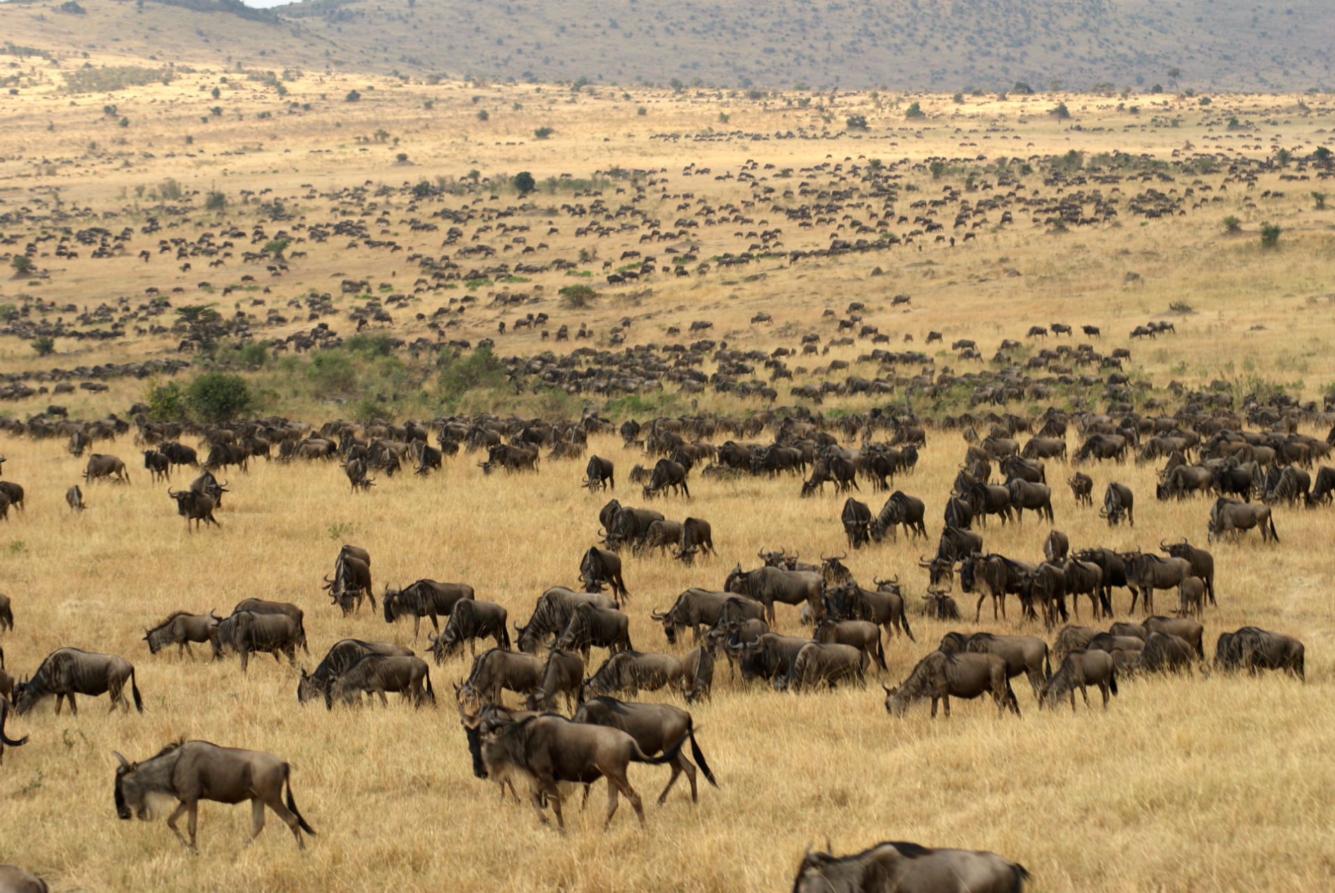 wildebeest, migration, fields, landscapes, grass, herd, africa, 1080P, HD Wallpaper