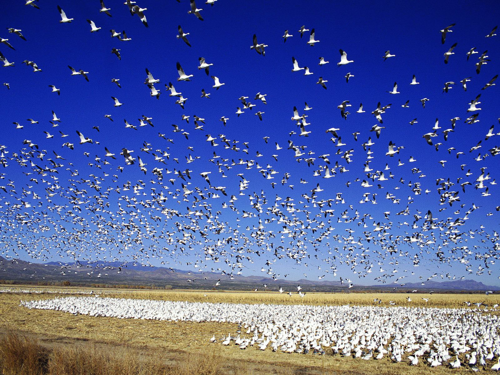 snow, 720P, goose, animals, migrating, HD Wallpaper